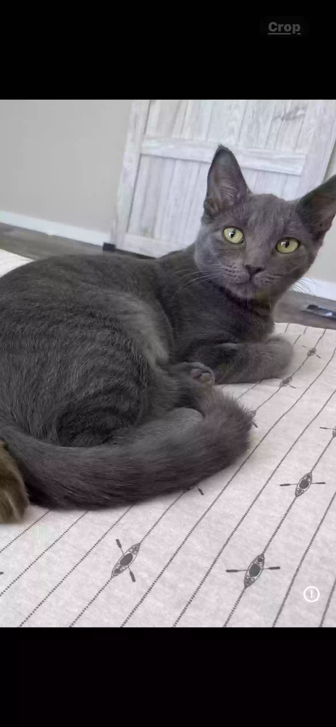 adoptable Cat in Rusk,TX named Willow