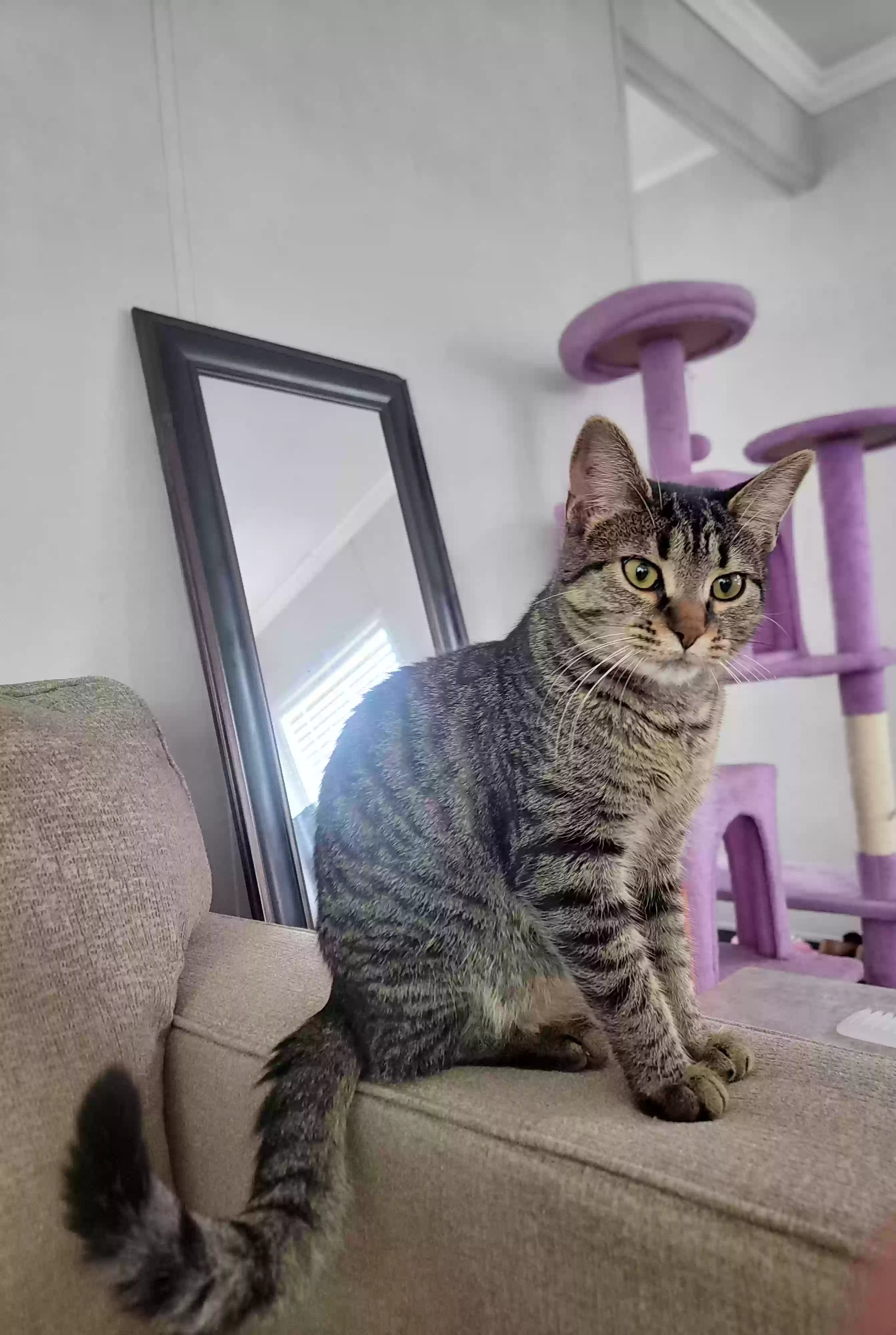 adoptable Cat in Michigan City,IN named Khleo