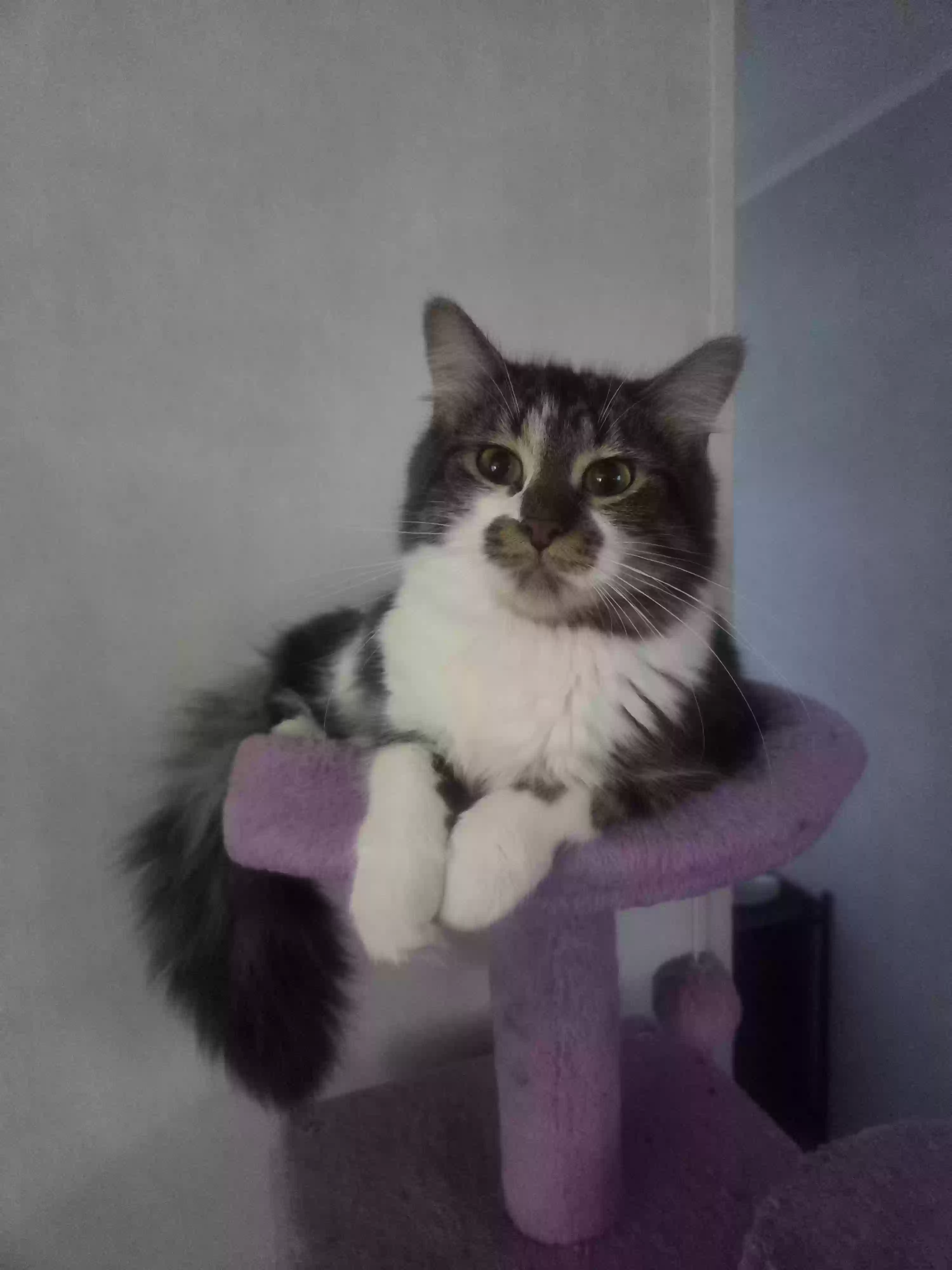 adoptable Cat in Michigan City,IN named Nia
