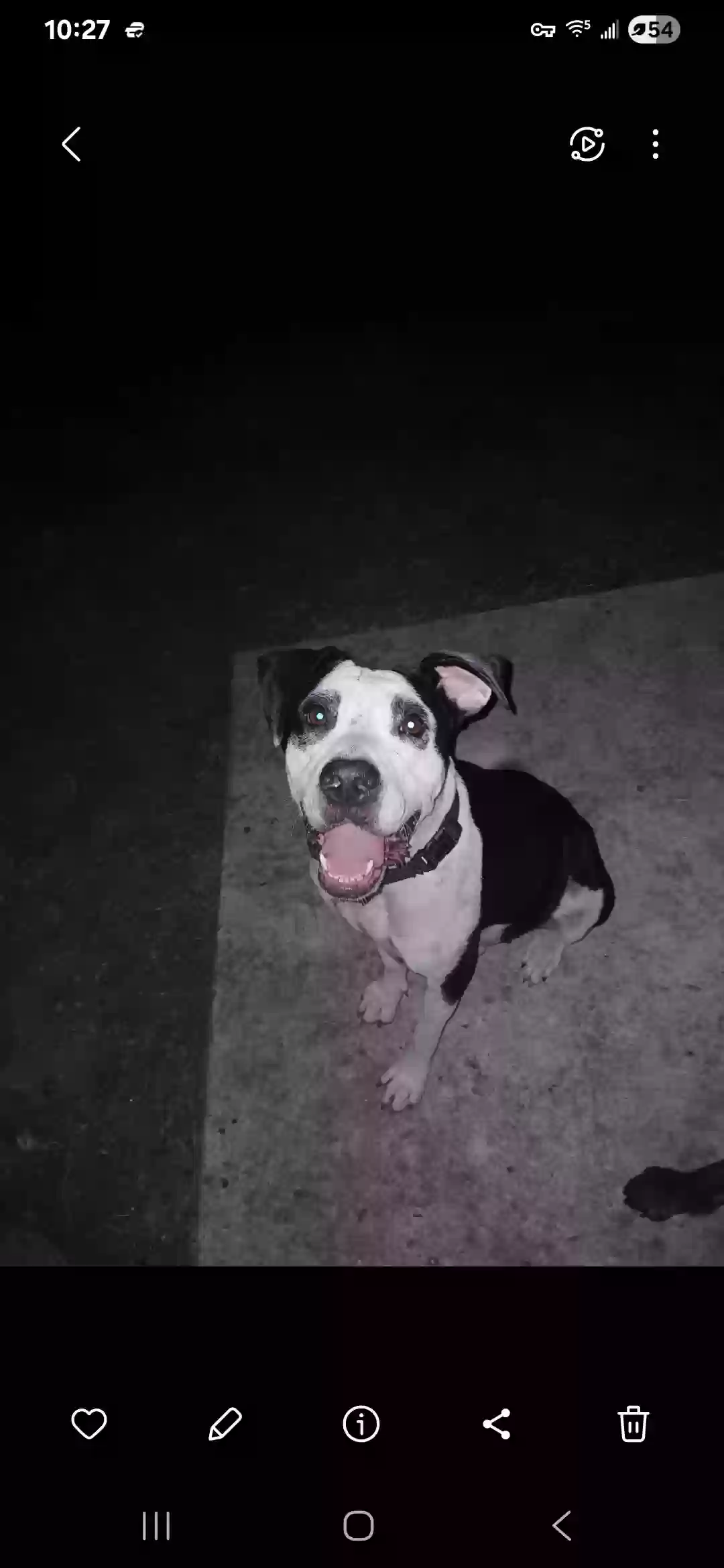 adoptable Dog in San Antonio,TX named Bella