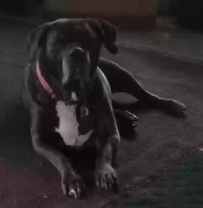 adoptable Dog in Detroit,MI named