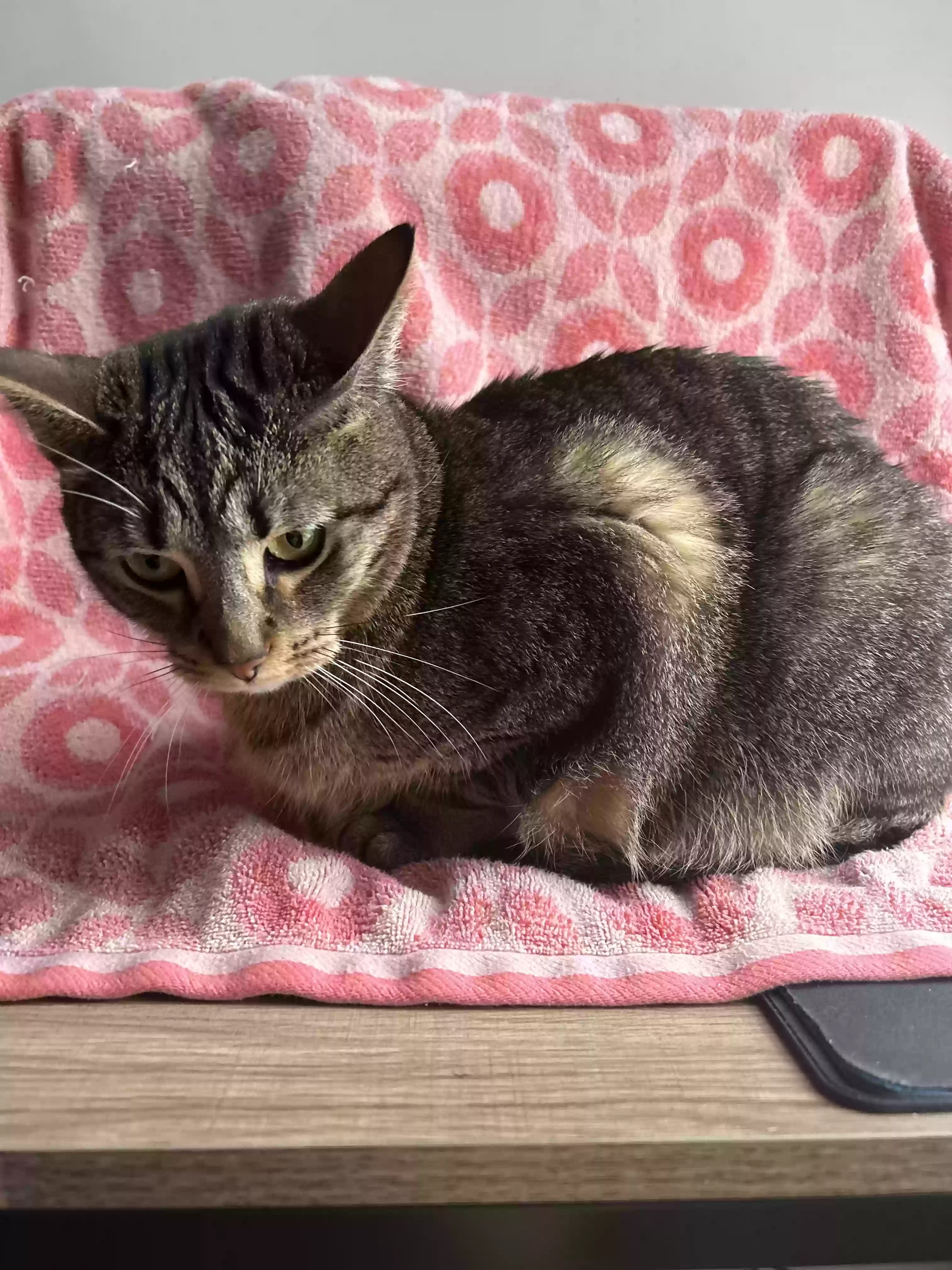 adoptable Cat in Garland,TX named 