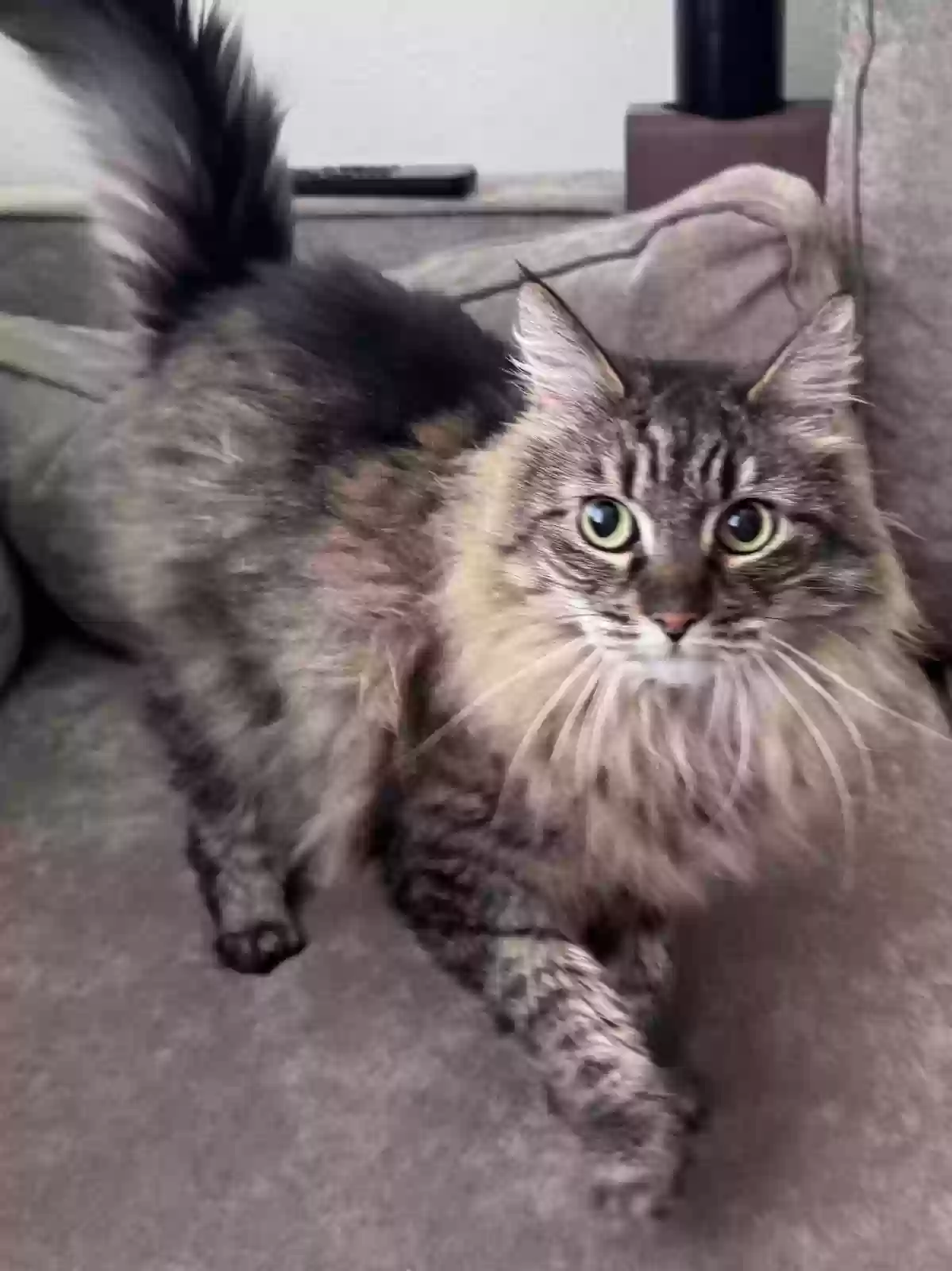 adoptable Cat in Travis Afb,CA named Kali