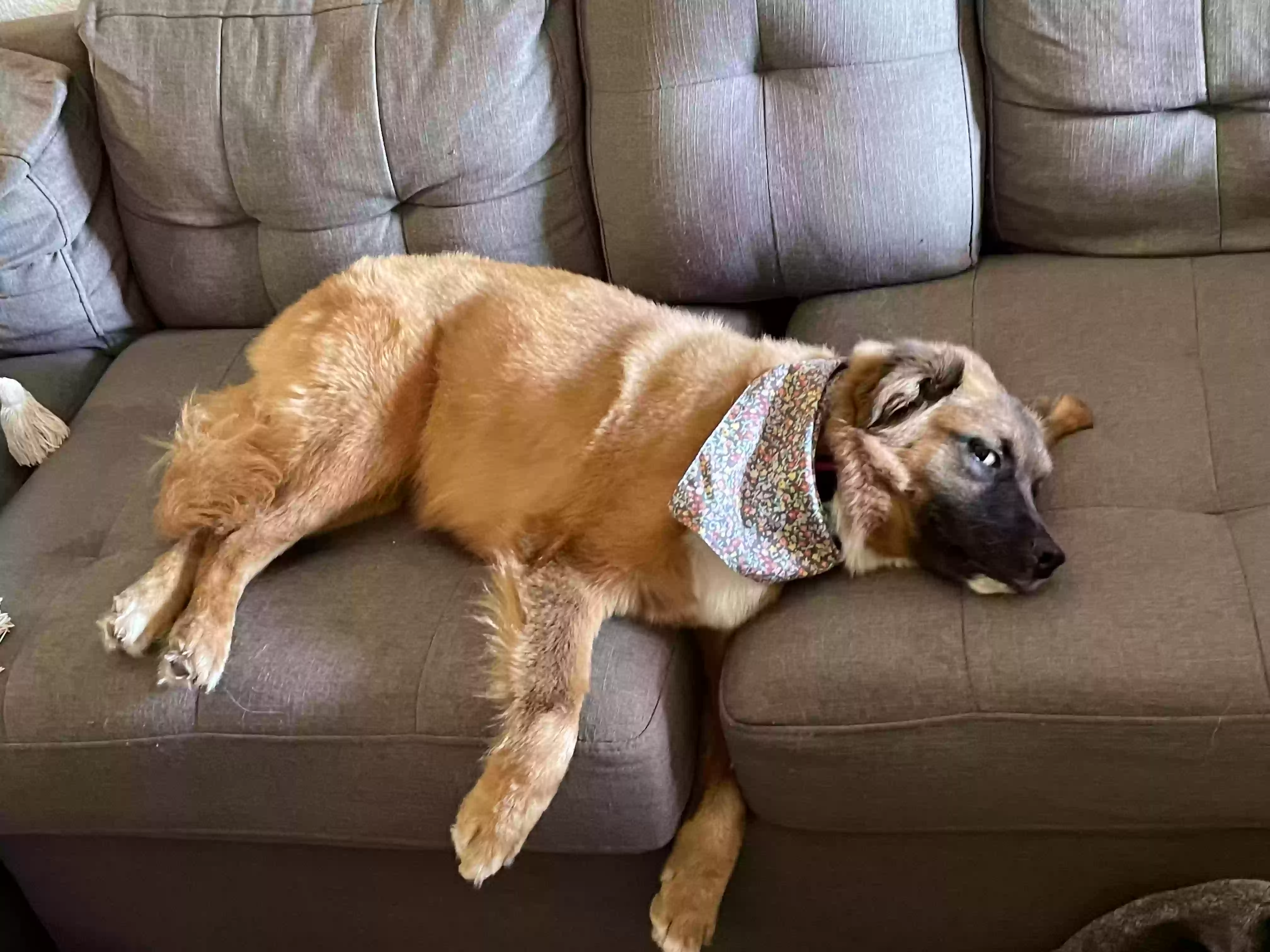 adoptable Dog in Princeton,TX named