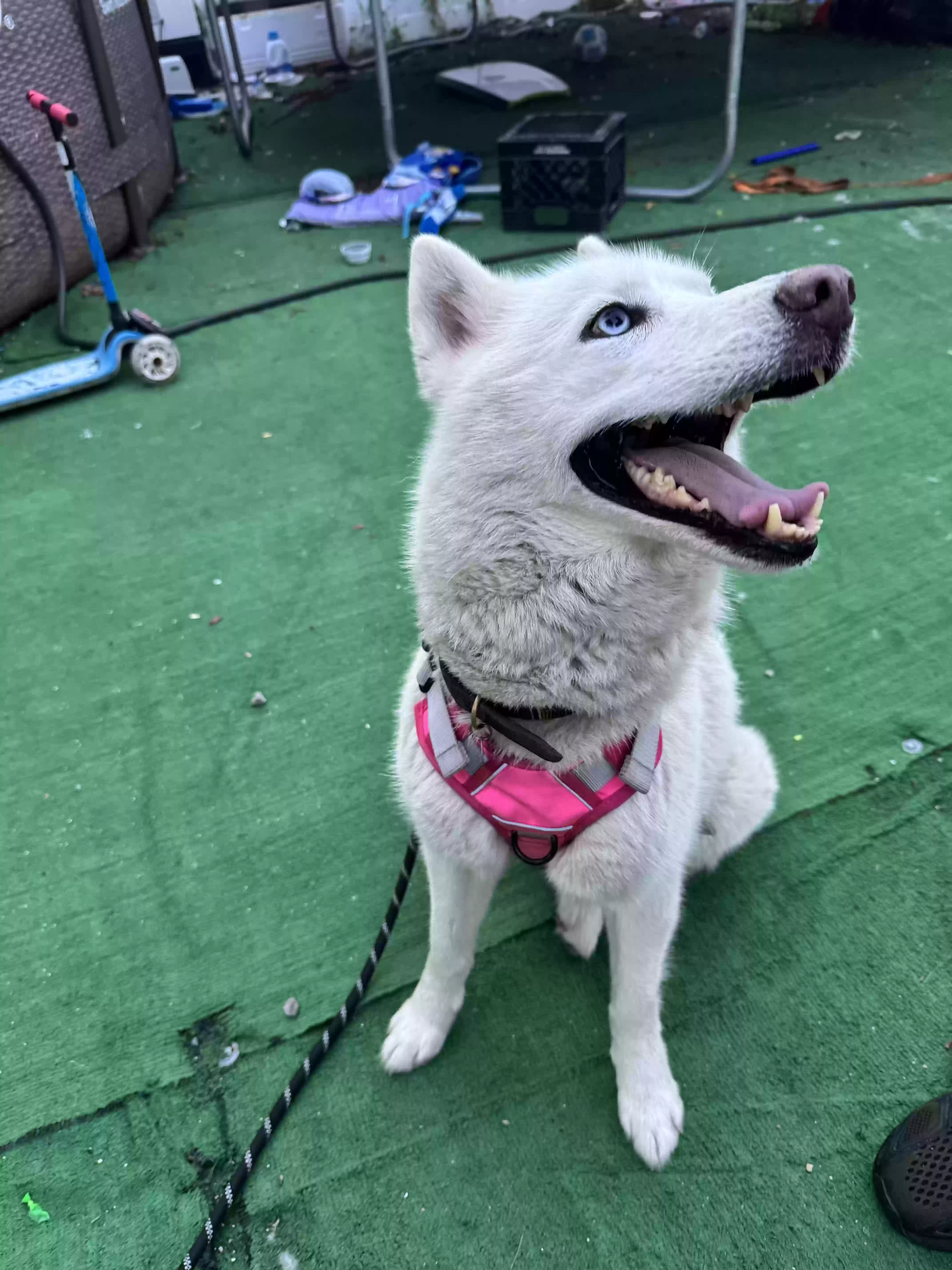 adoptable Dog in Hempstead,NY named Frosty