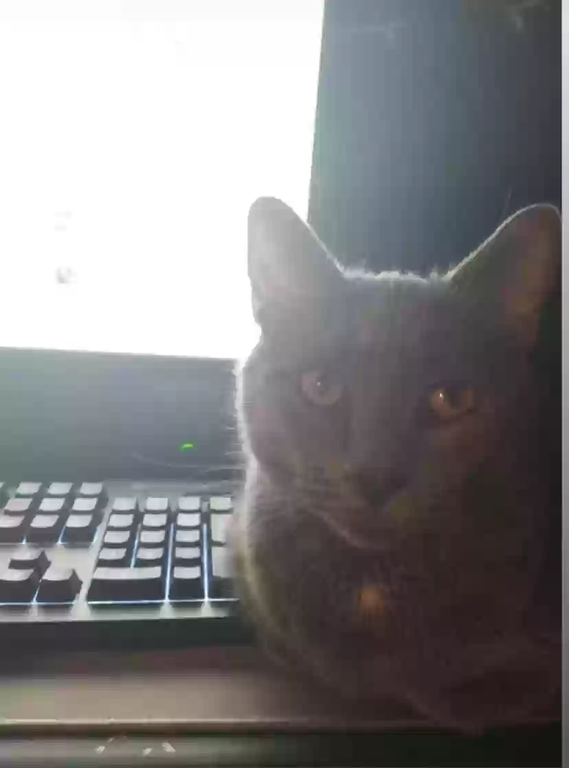 adoptable Cat in Inkster,MI named nala
