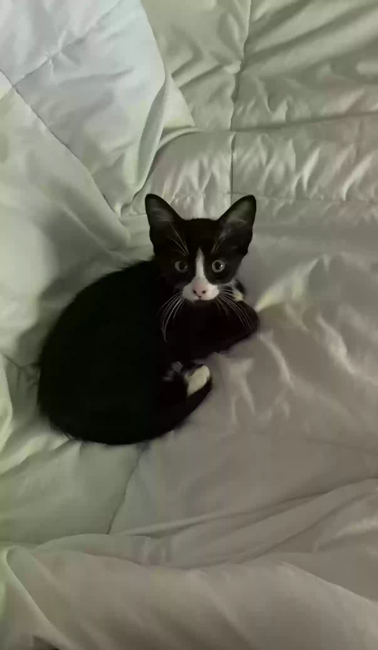 adoptable Cat in Slidell,LA named Beau