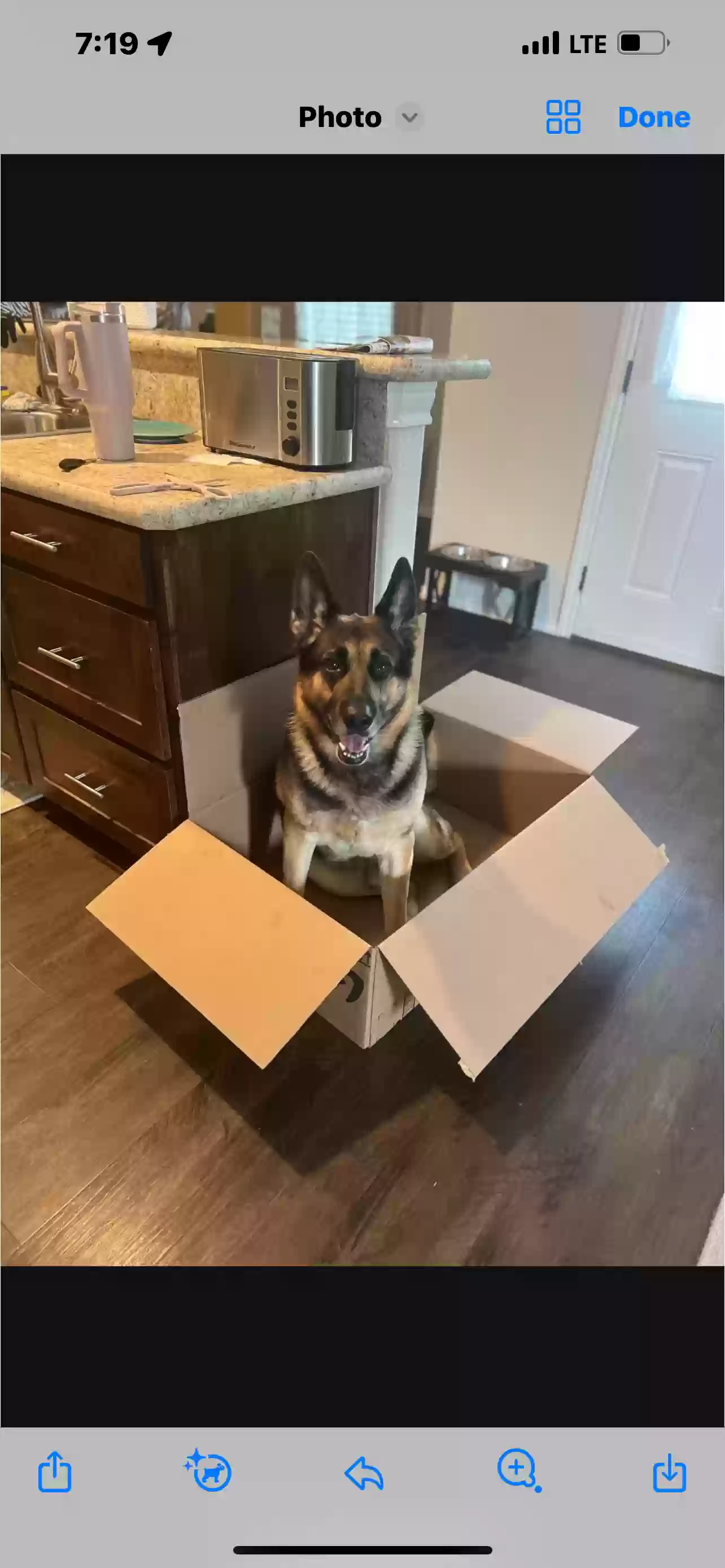 adoptable Dog in Cleburne,TX named Leo Parker