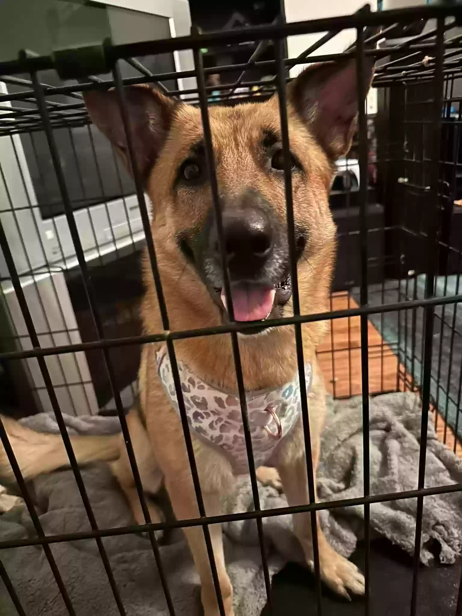 adoptable Dog in Kunkletown,PA named Nova