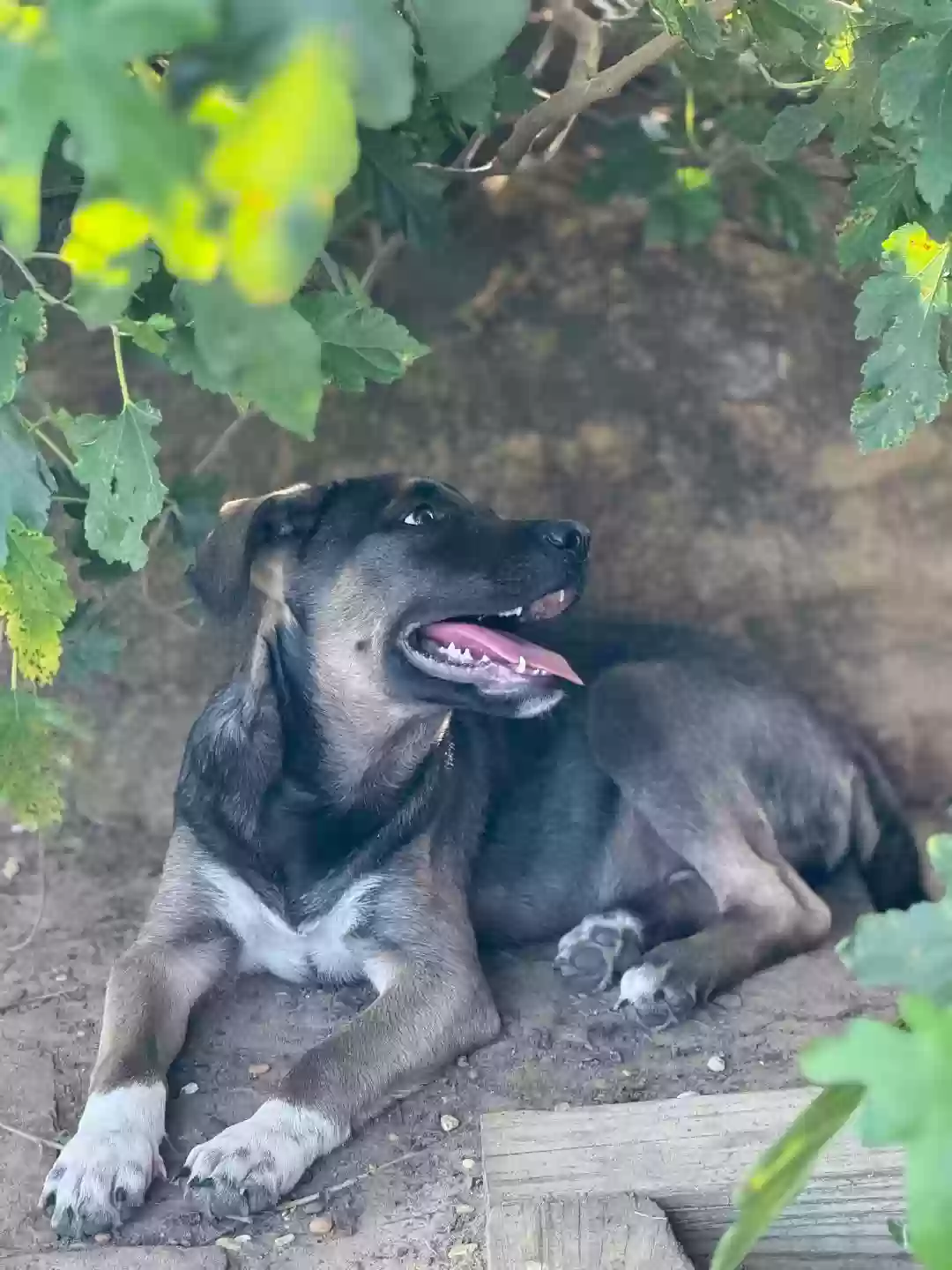 adoptable Dog in Mabank,TX named Maddie