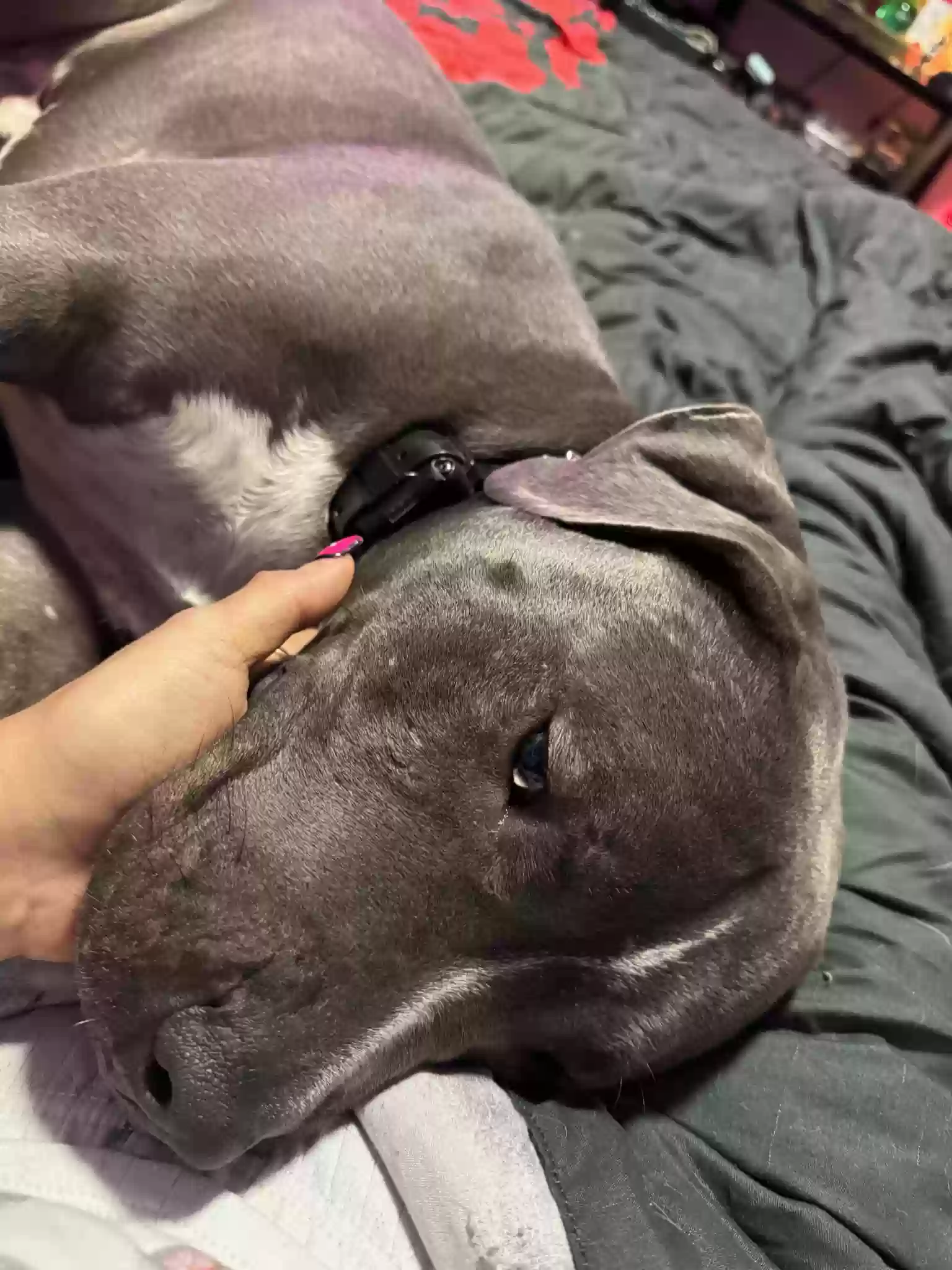adoptable Dog in Gary,IN named King