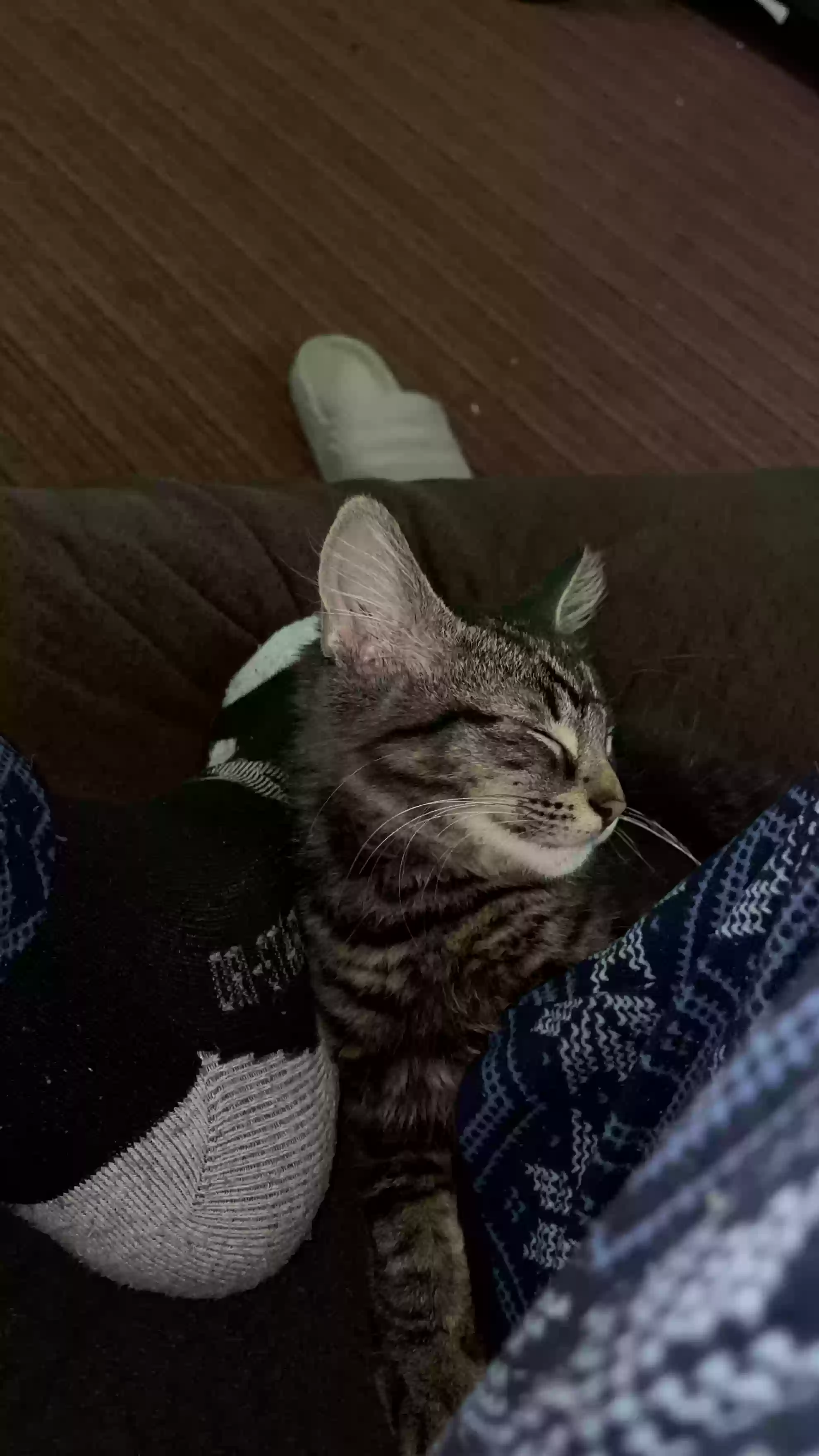adoptable Cat in Wayne,MI named
