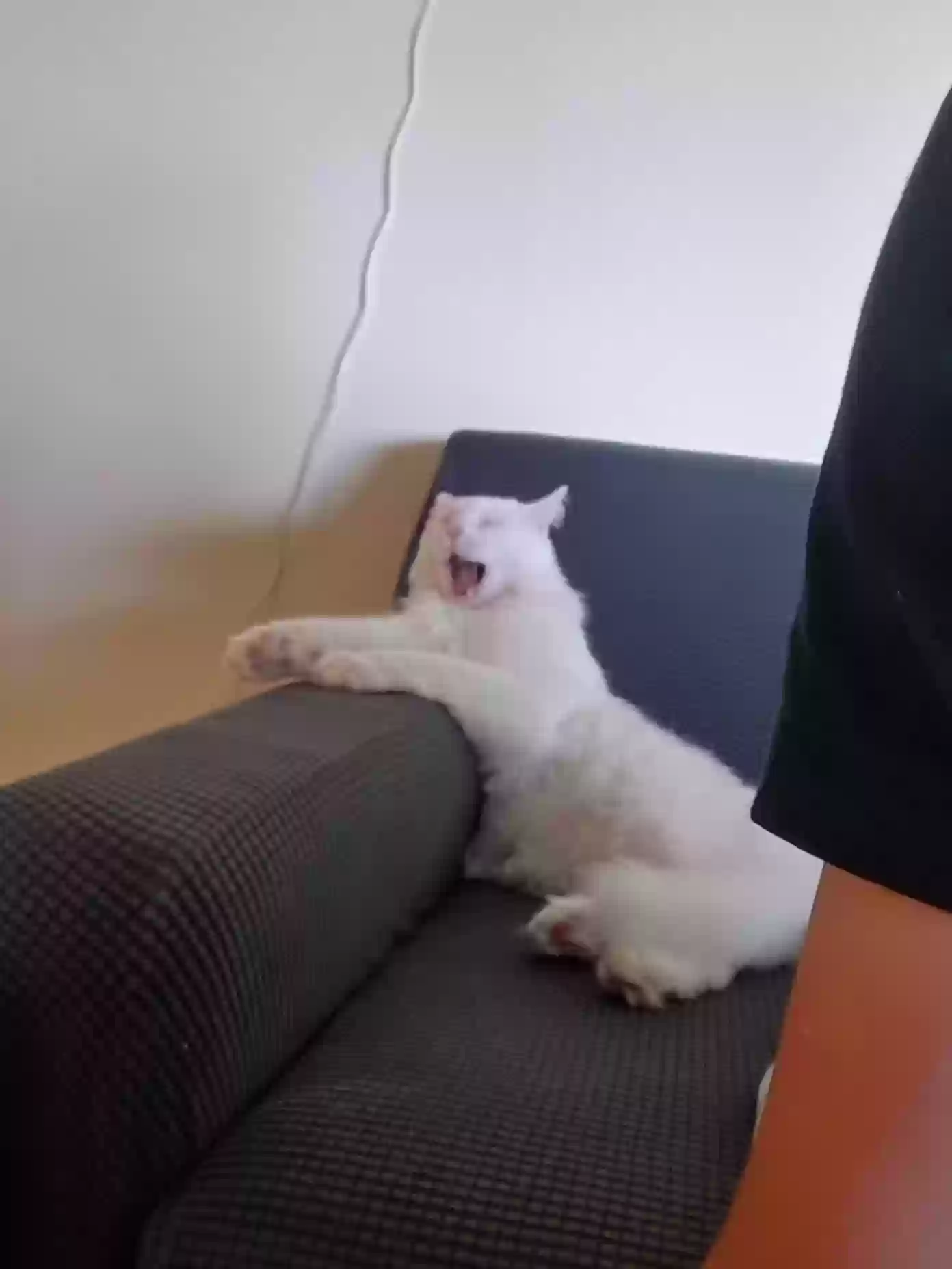 adoptable Cat in Torrance,CA named