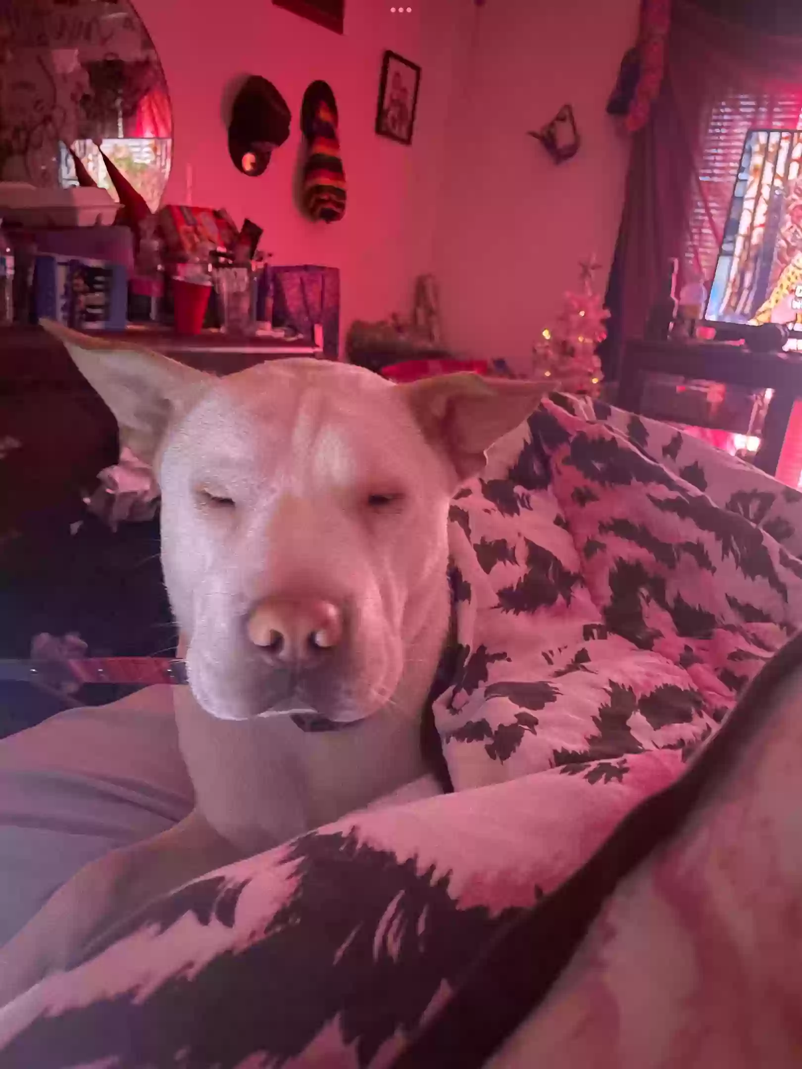 adoptable Dog in Wilson,NC named Rocky