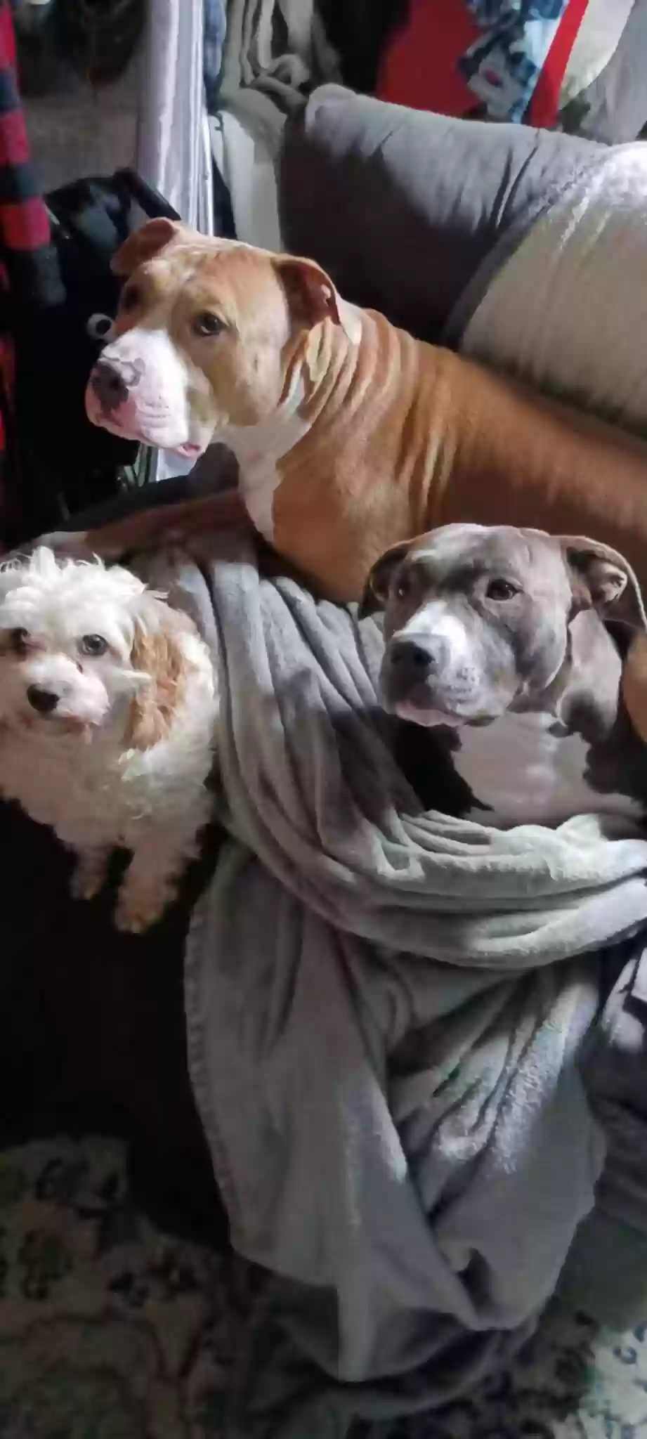 adoptable Dog in Breinigsville,PA named Astrid (bluishgrey n white bully)