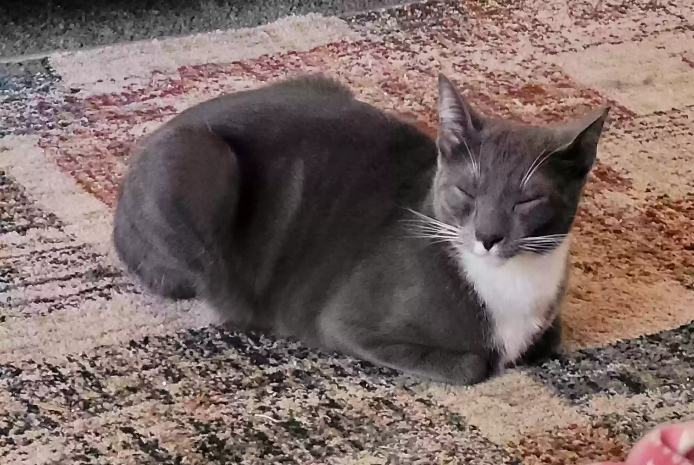 adoptable Cat in Modesto,CA named Earnie