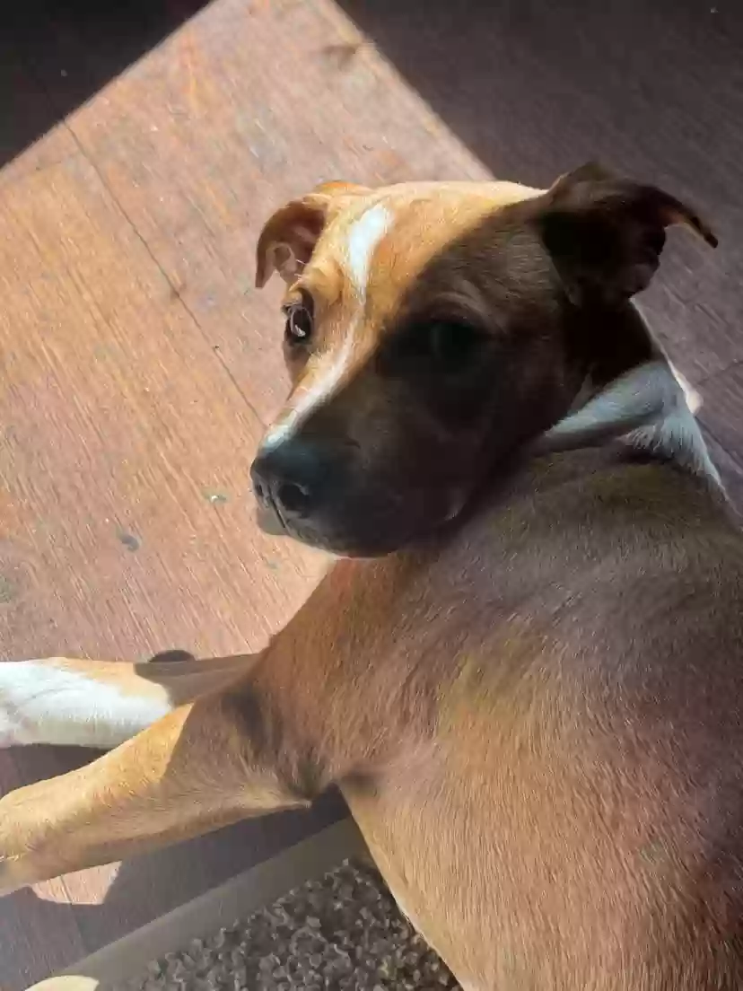 adoptable Dog in Lewisburg,OH named One is Dexter and the other one is chase