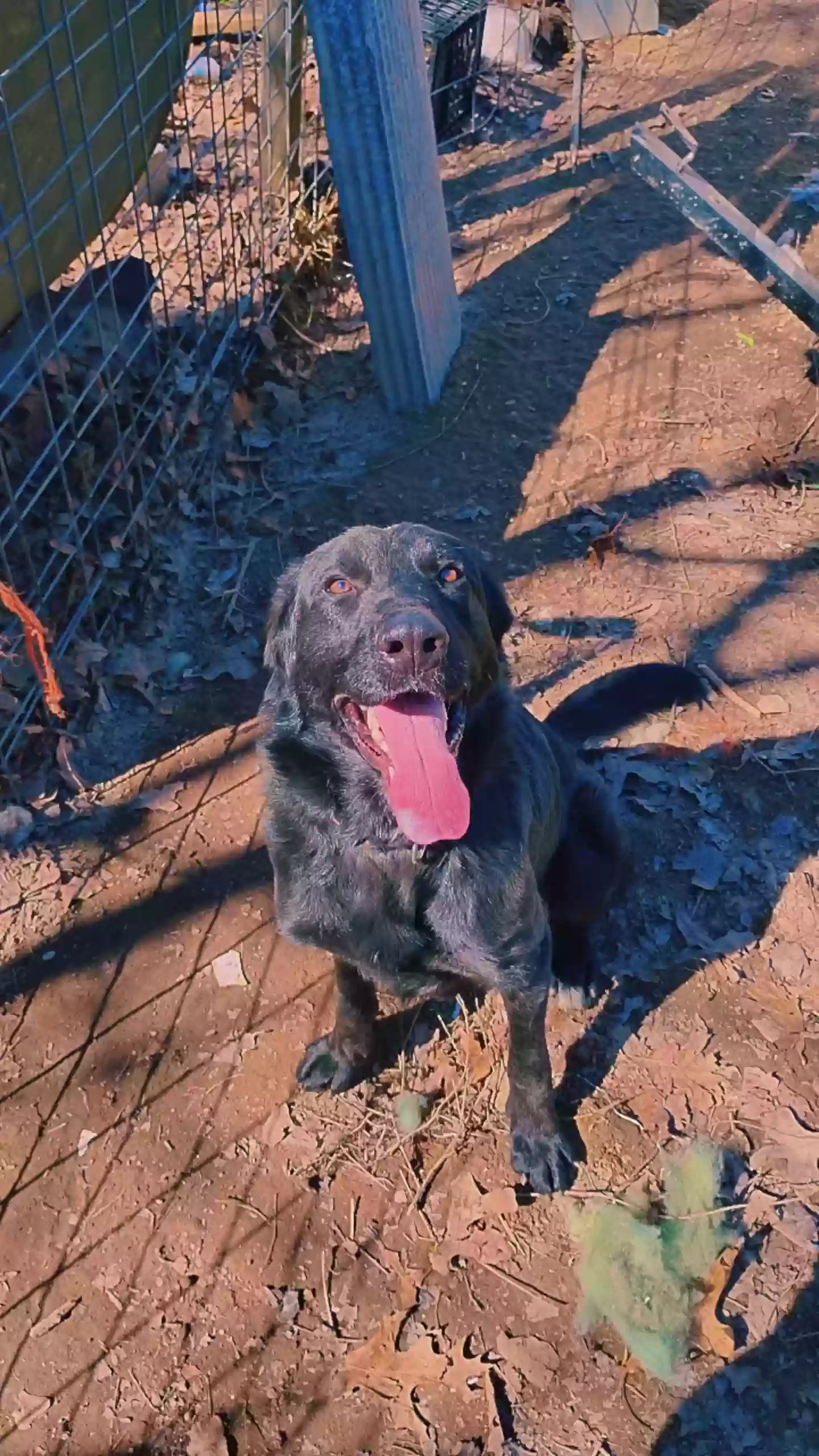 adoptable Dog in Cookeville,TN named Loki