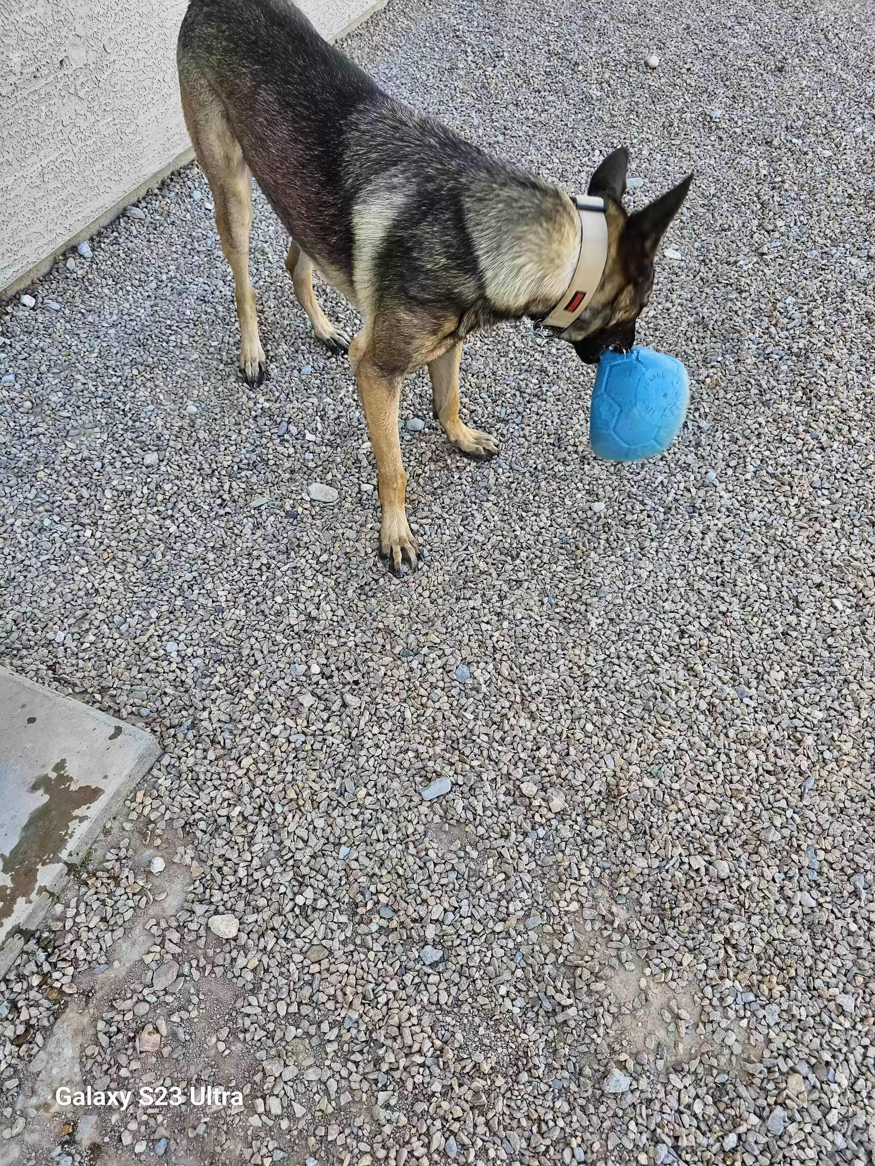 adoptable Dog in Bullhead City,AZ named Grimmig
