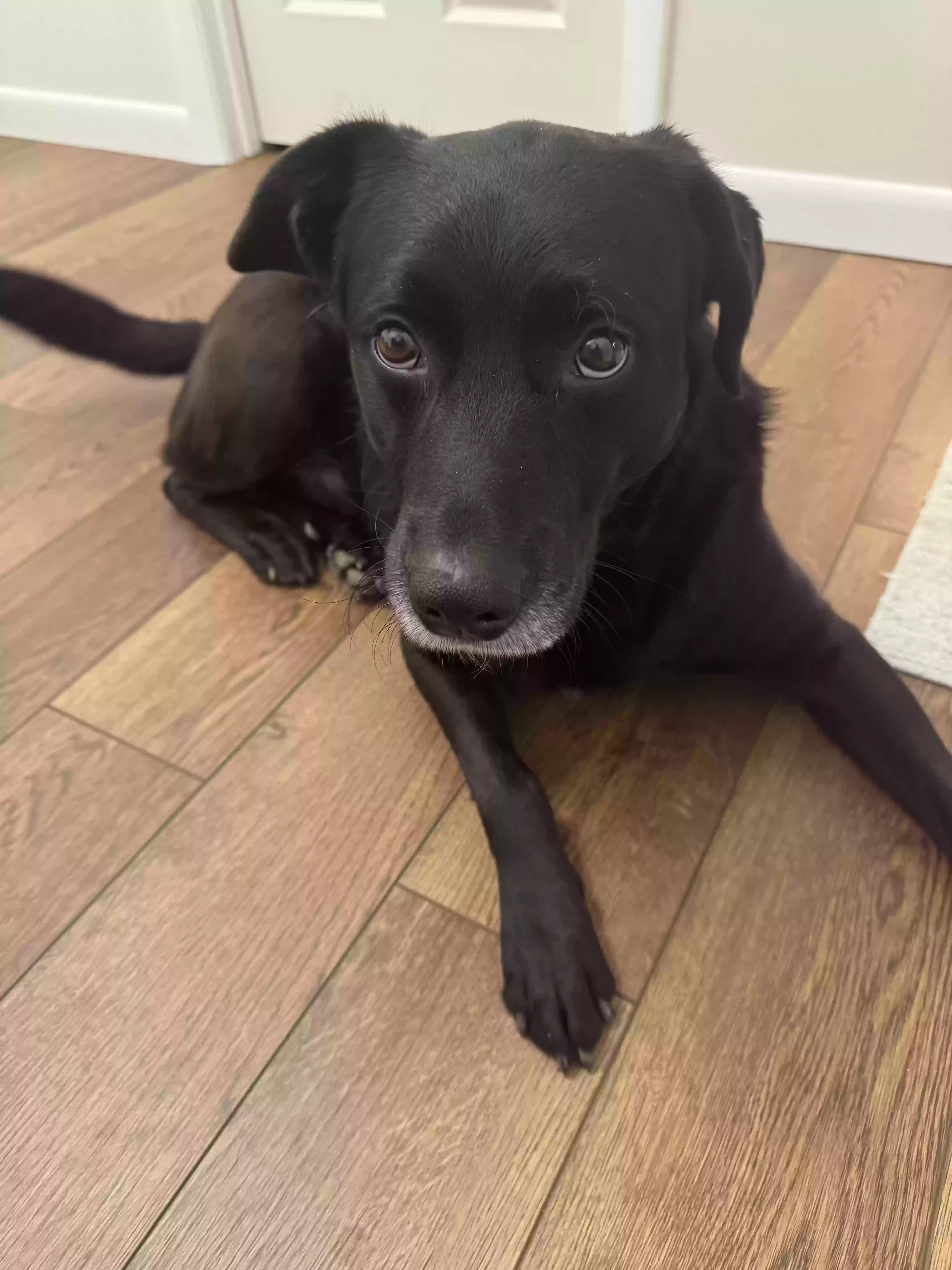 adoptable Dog in Kingsport,TN named Blackie