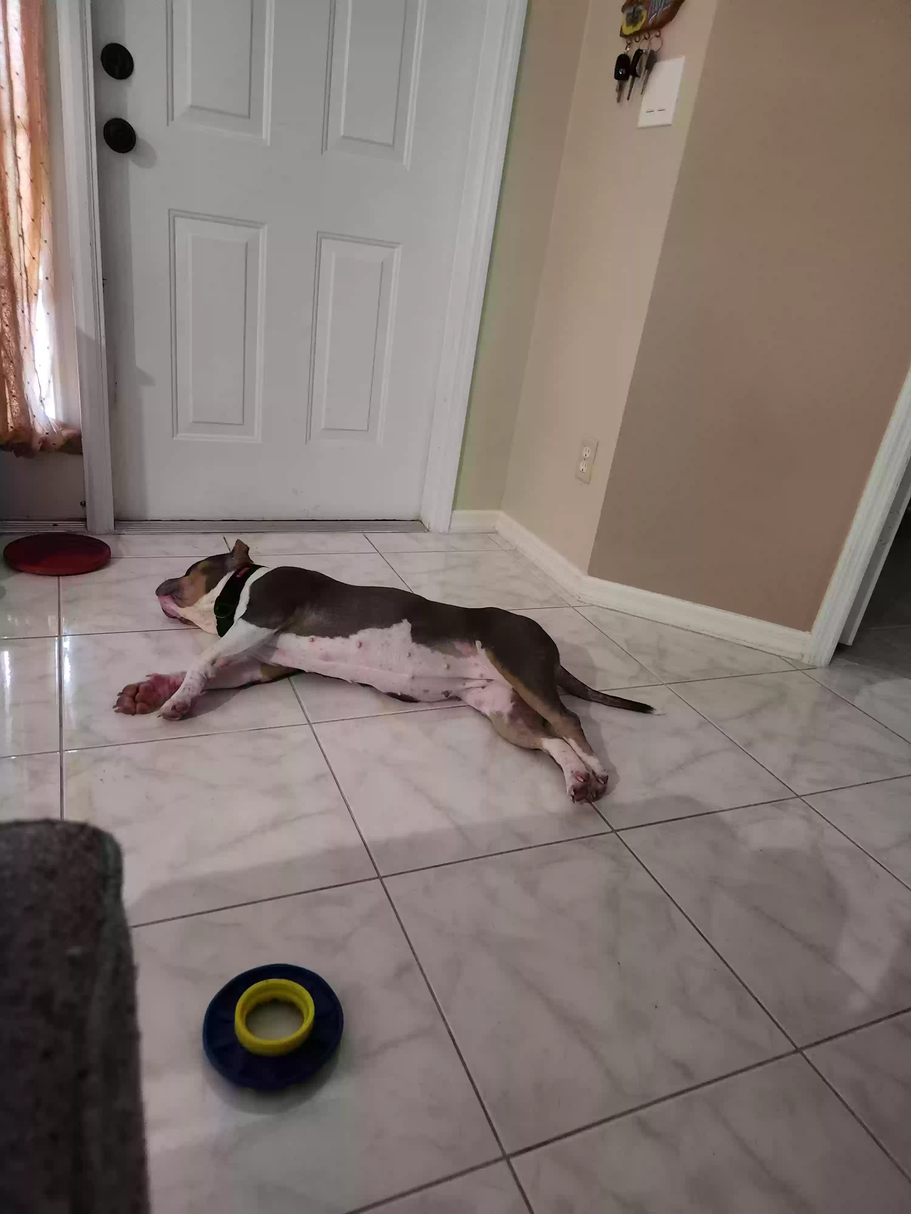 adoptable Dog in Port Saint Lucie,FL named Nova