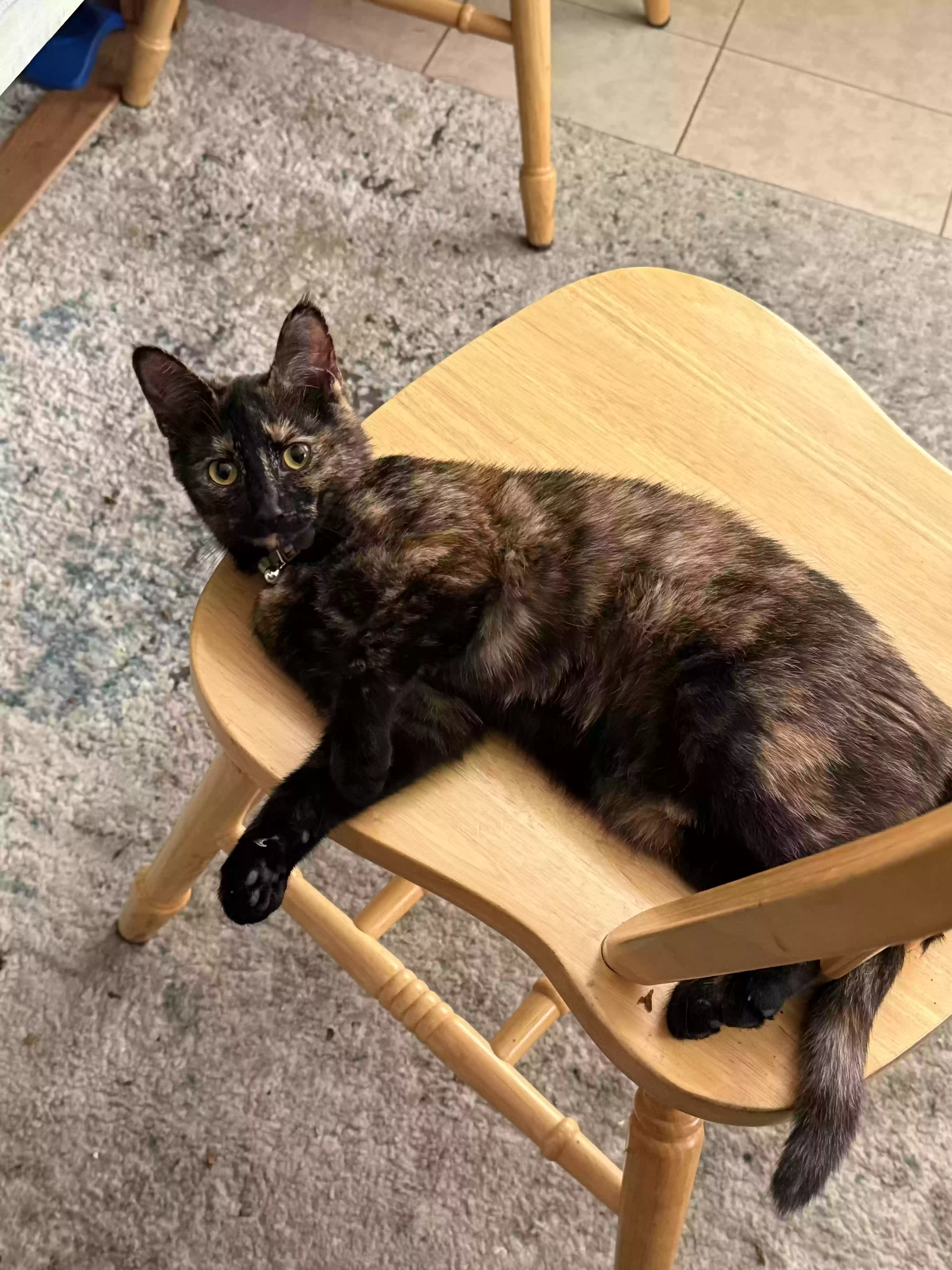 adoptable Cat in Port Huron,MI named Hazel