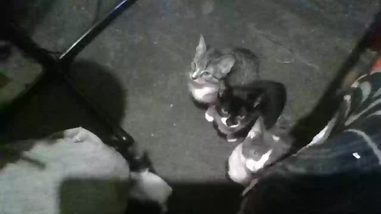adoptable Cat in Cedar Lake,IN named 5 kittens, mickey,Jax, charcoal, tipsy, J.D.