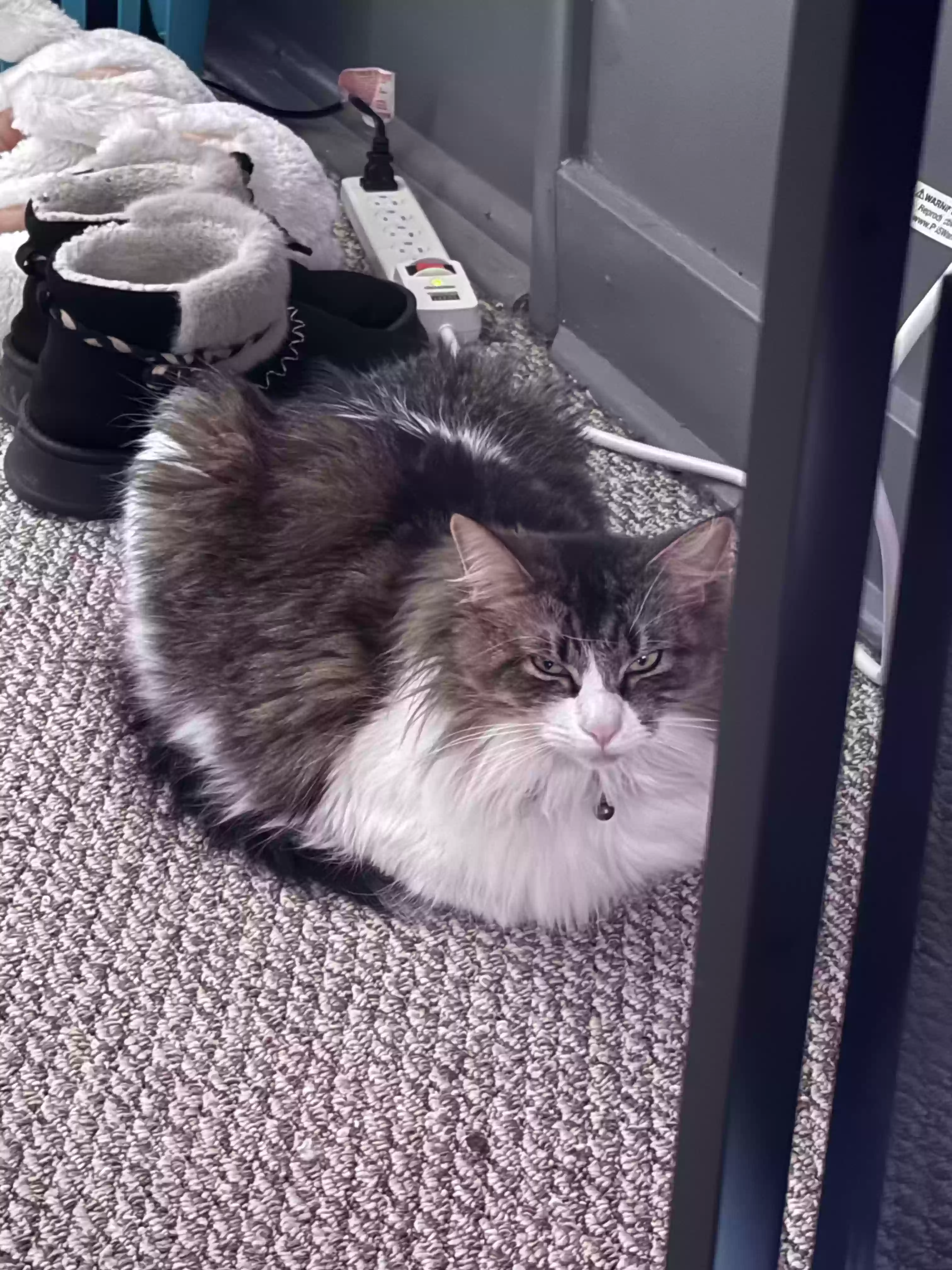 adoptable Cat in Port Huron,MI named Esther