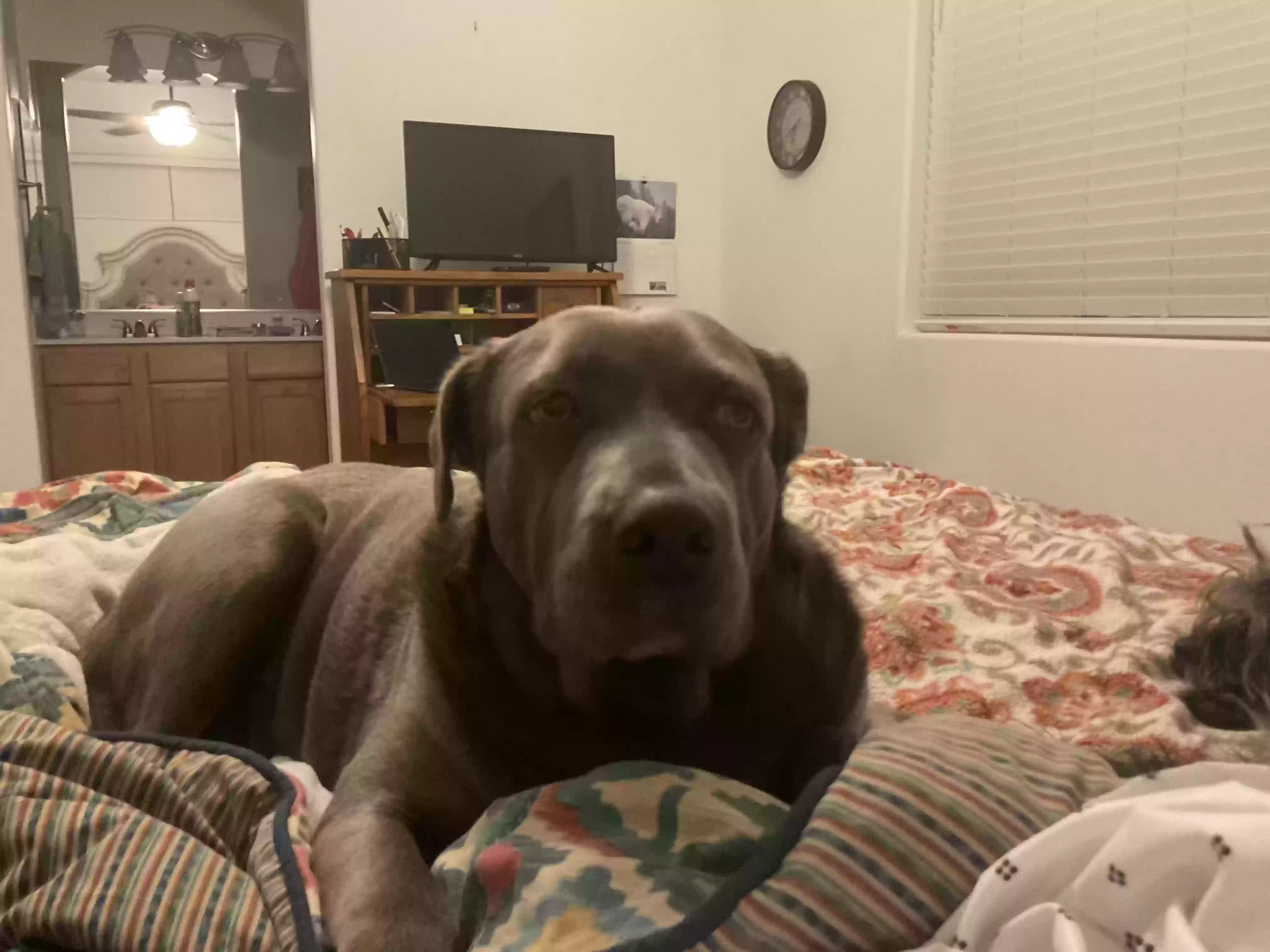 adoptable Dog in Prescott Valley,AZ named BroBro