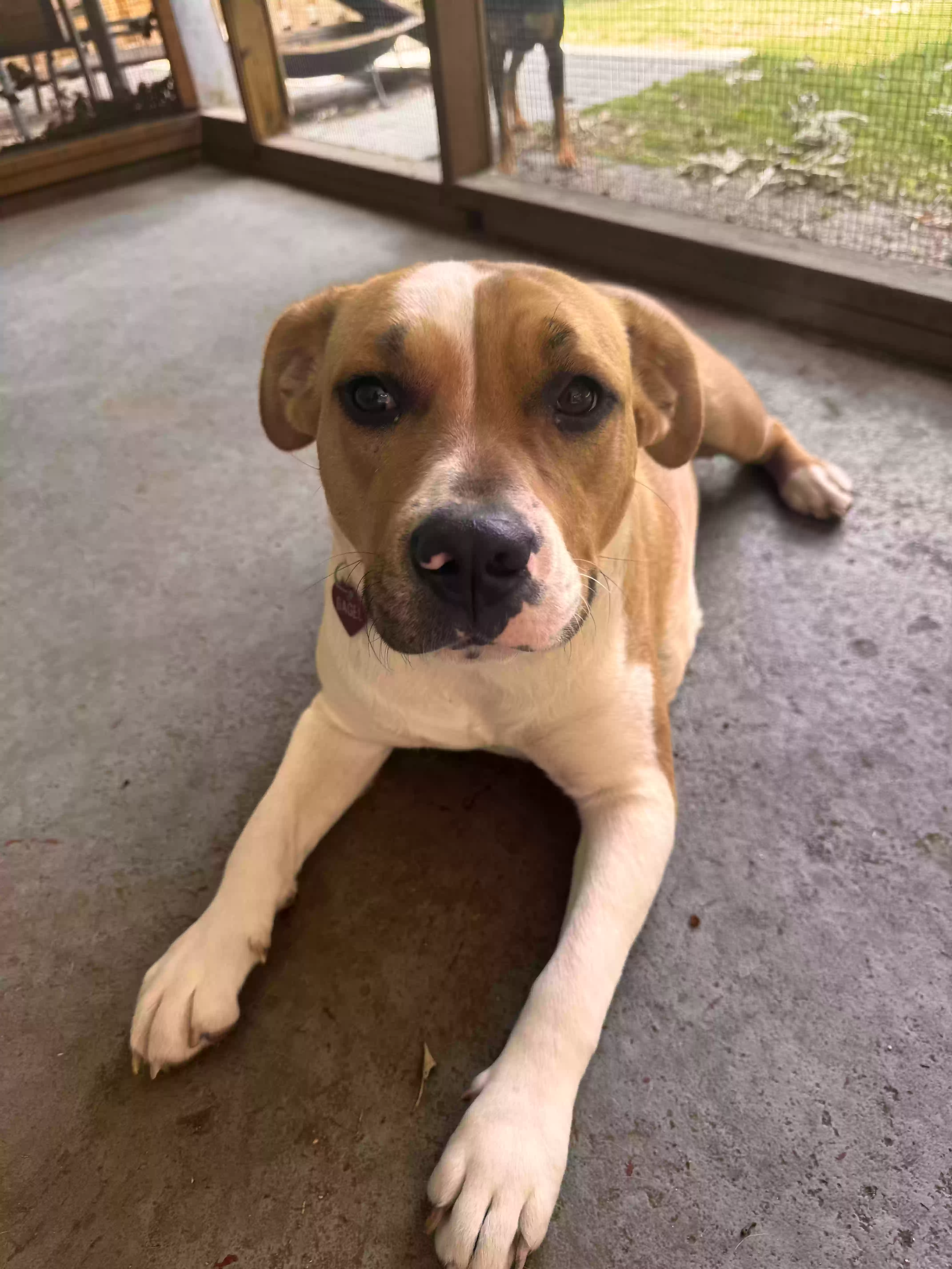 adoptable Dog in Memphis,TN named Bagel