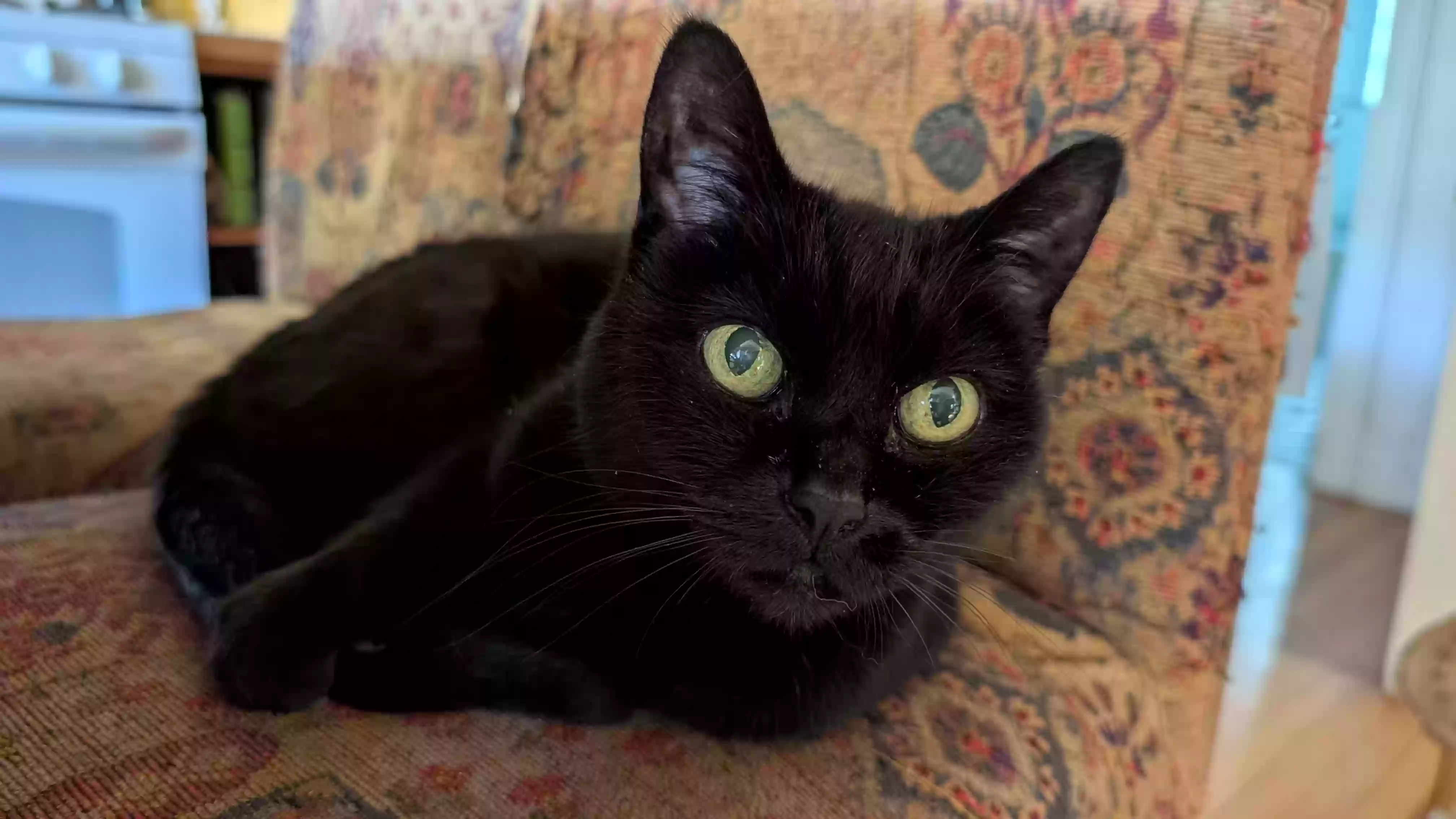 adoptable Cat in Bellingham,WA named Cleo