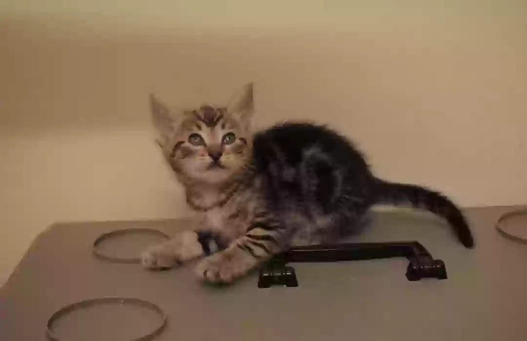adoptable Cat in Anaheim,CA named None