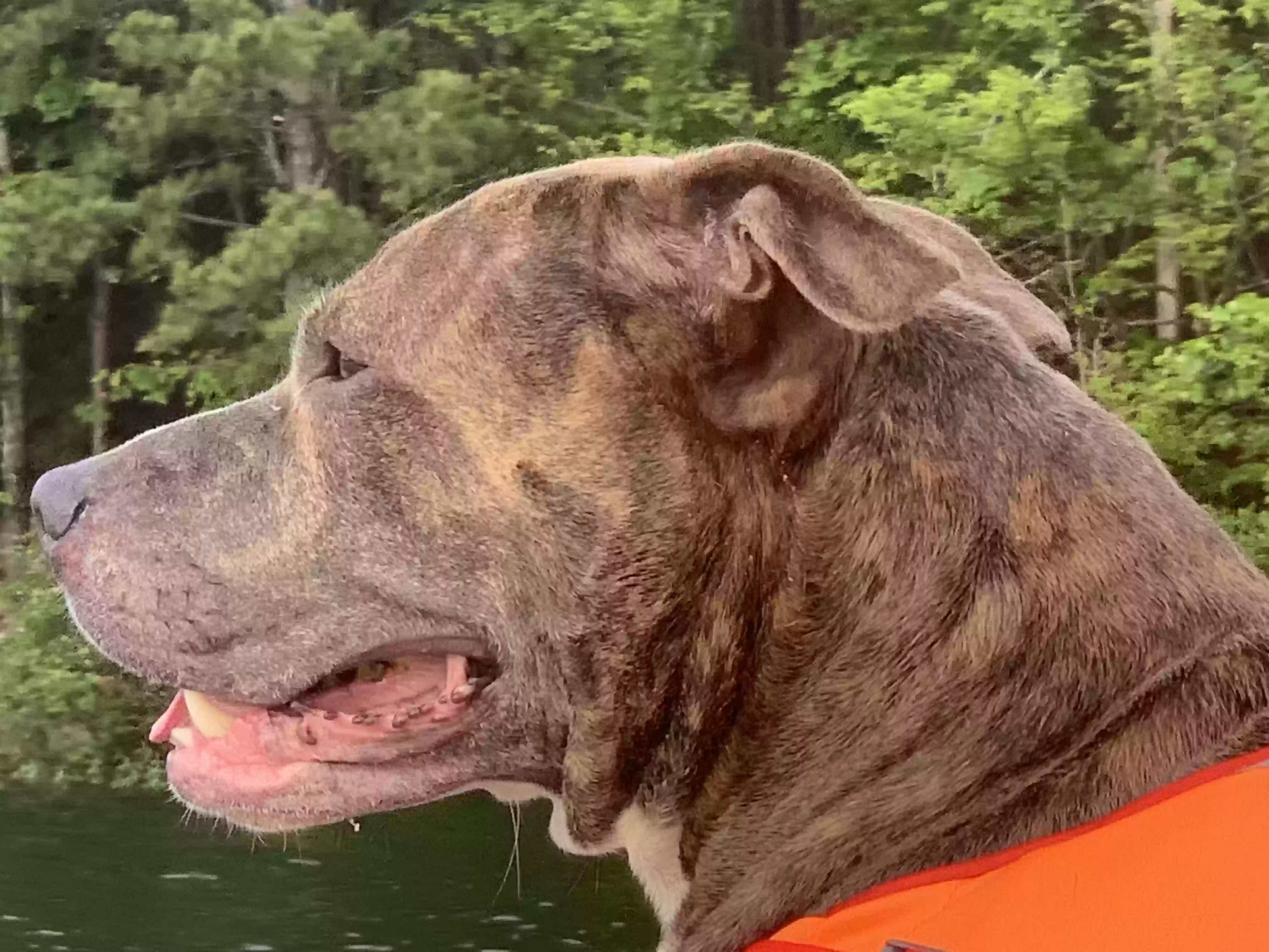 adoptable Dog in Seabrook,TX named Khan