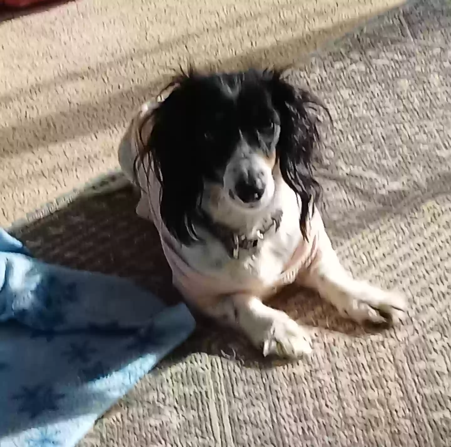 adoptable Dog in Beloit,OH named Lacey