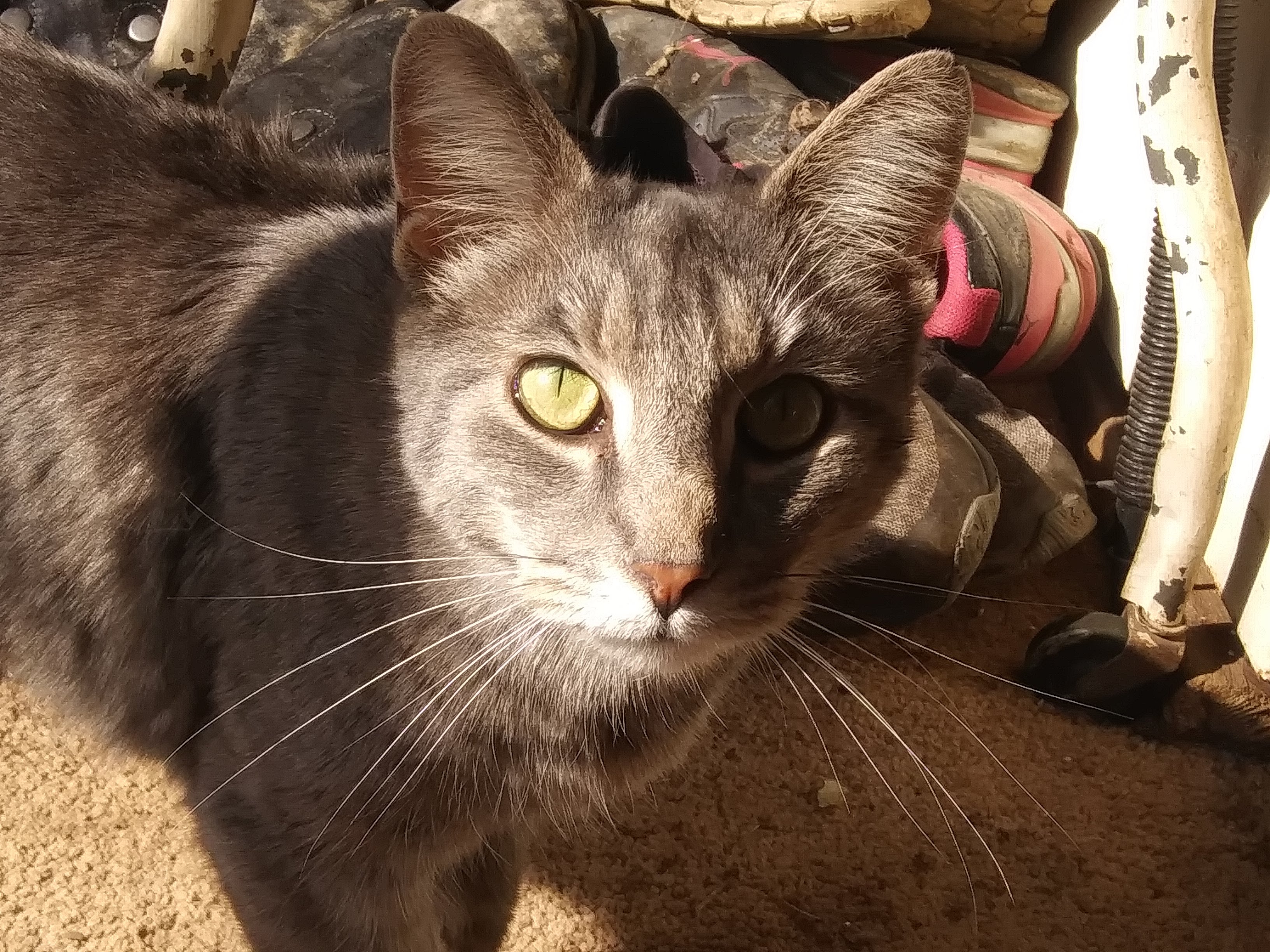 adoptable Cat in Athens,OH named Winker