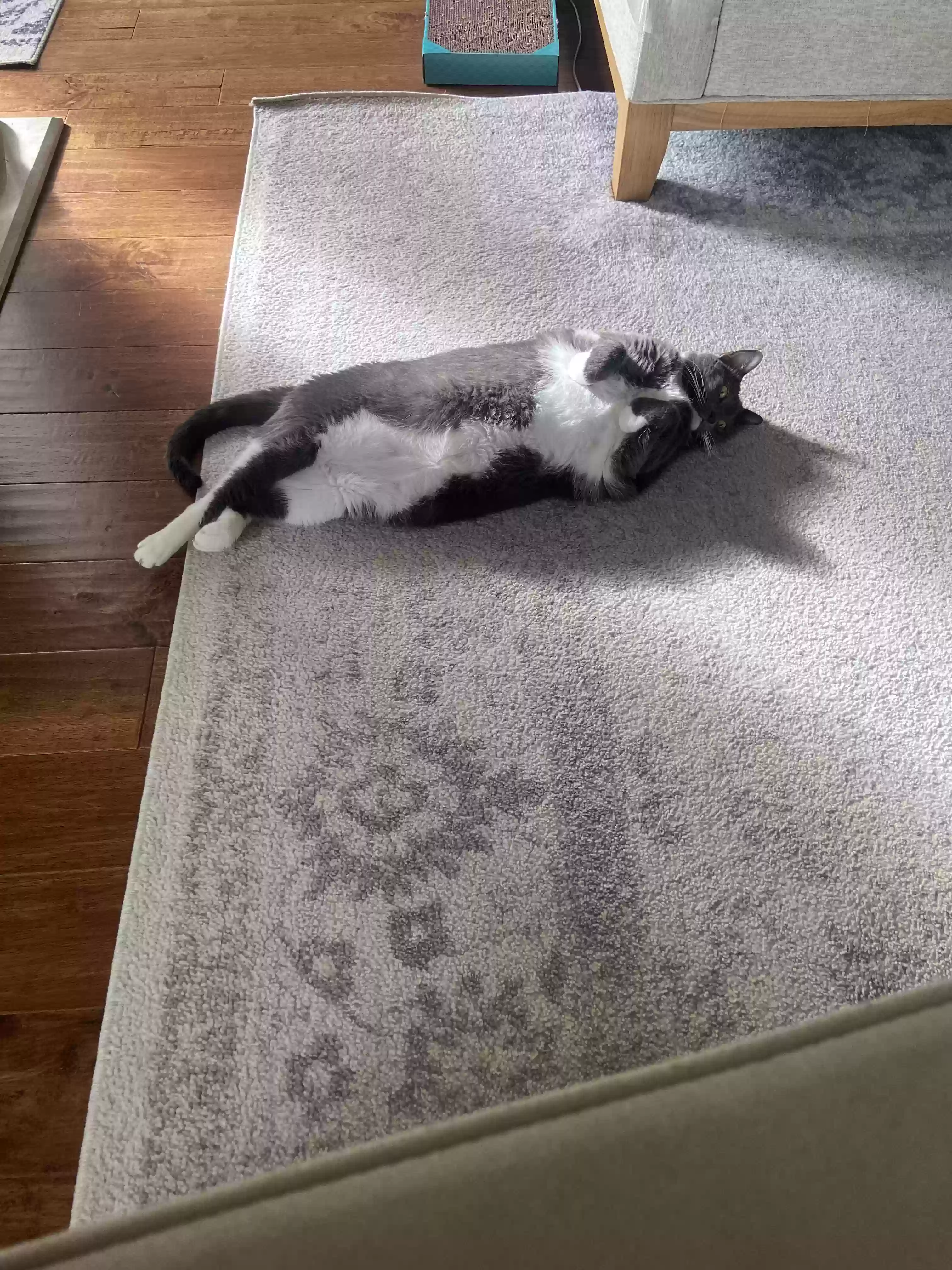 adoptable Cat in Metairie,LA named Cosette