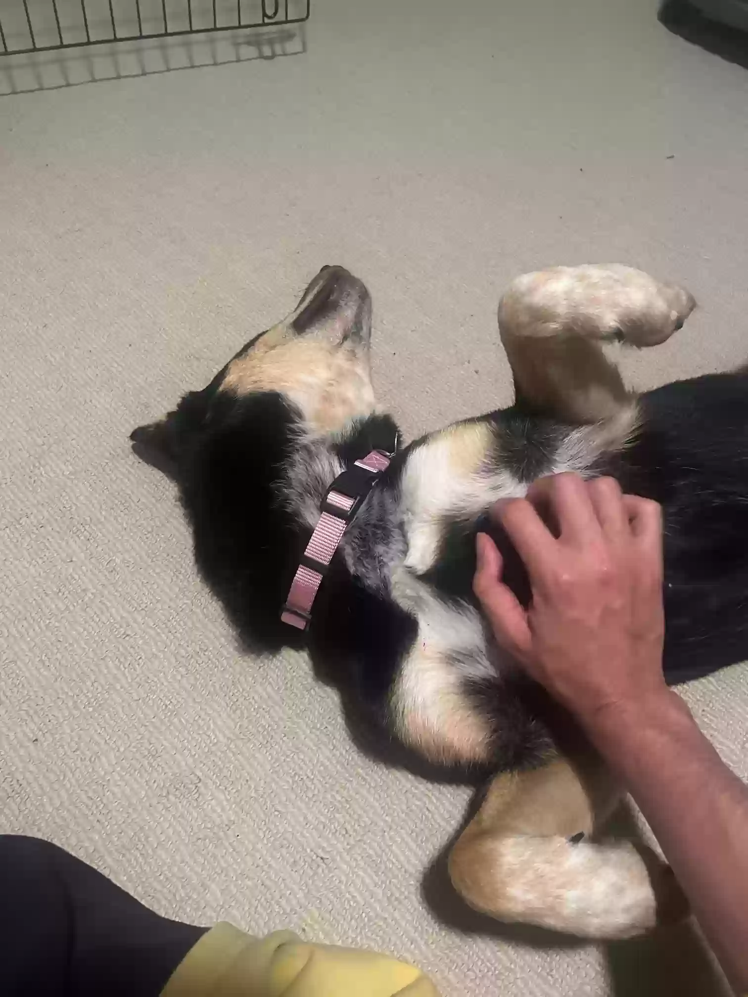 adoptable Dog in Lilburn,GA named Eve