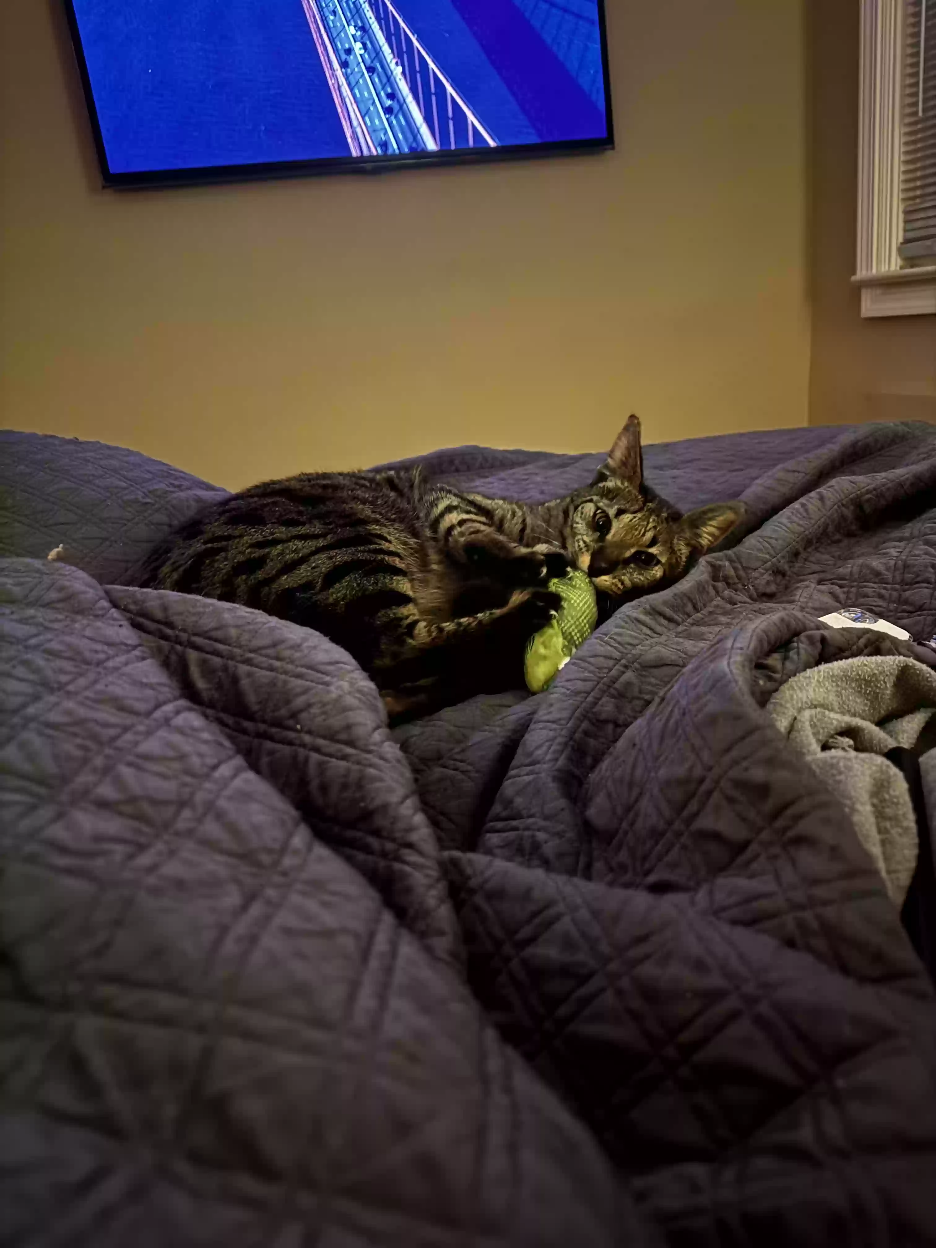 adoptable Cat in Port Huron,MI named Cece