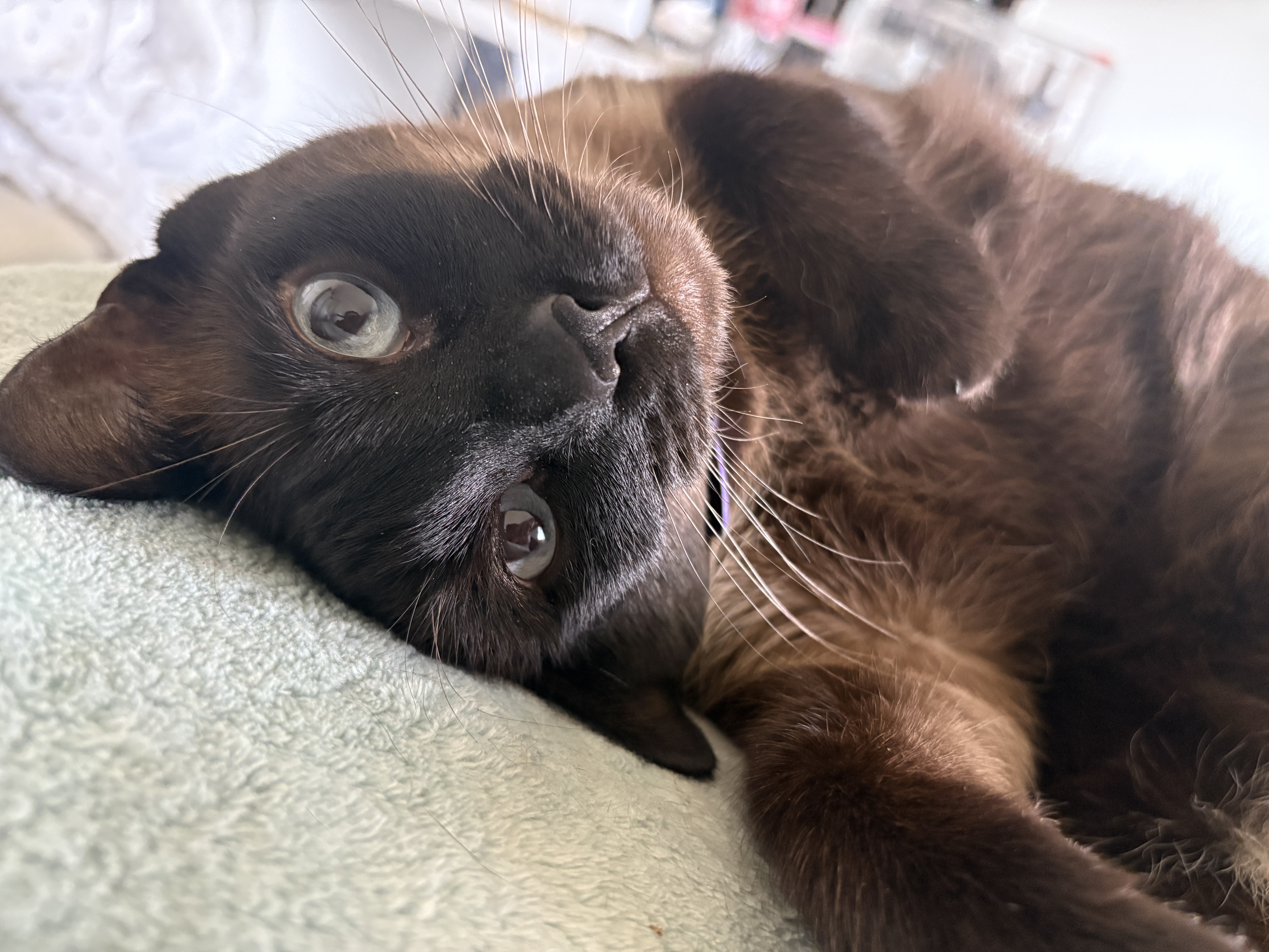 adoptable Cat in La Verne,CA named Mamas