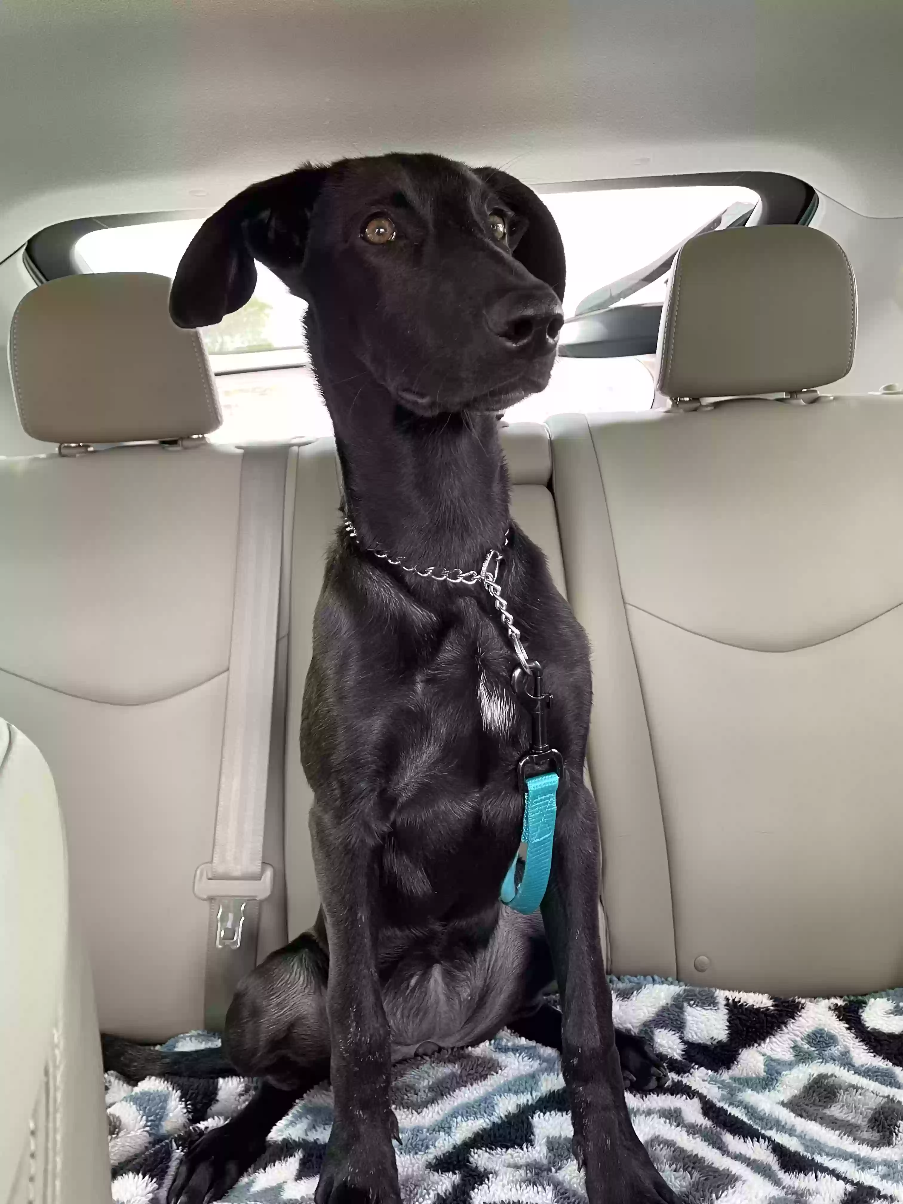 adoptable Dog in San Antonio,TX named Sushi