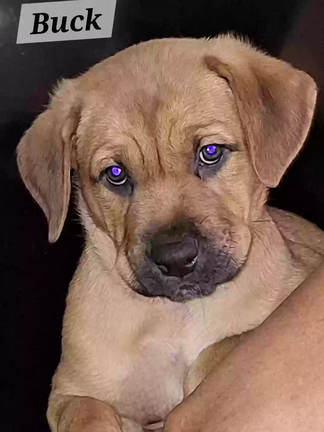 adoptable Dog in Riverdale,GA named Buck