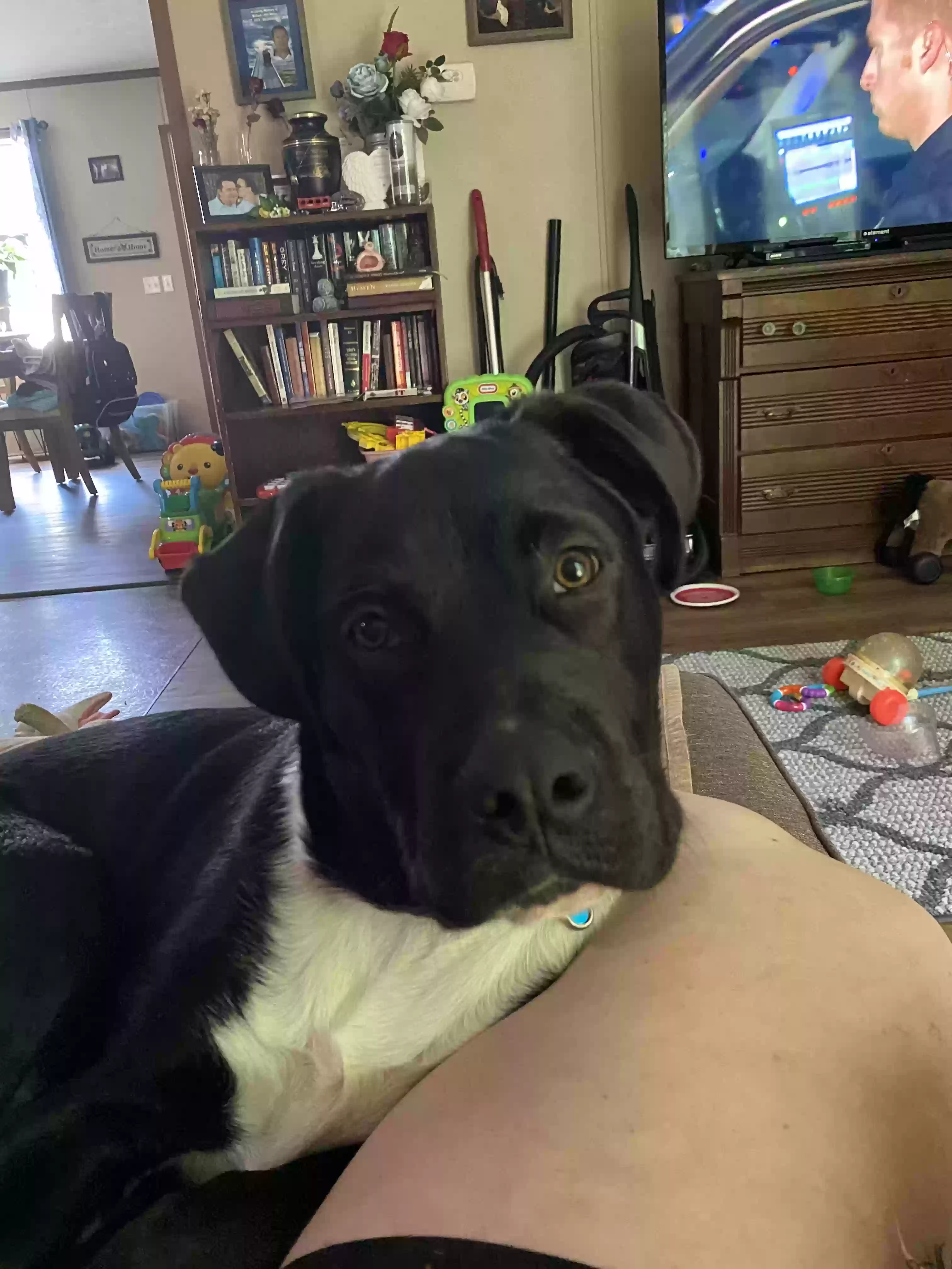 adoptable Dog in West Olive,MI named Apollo