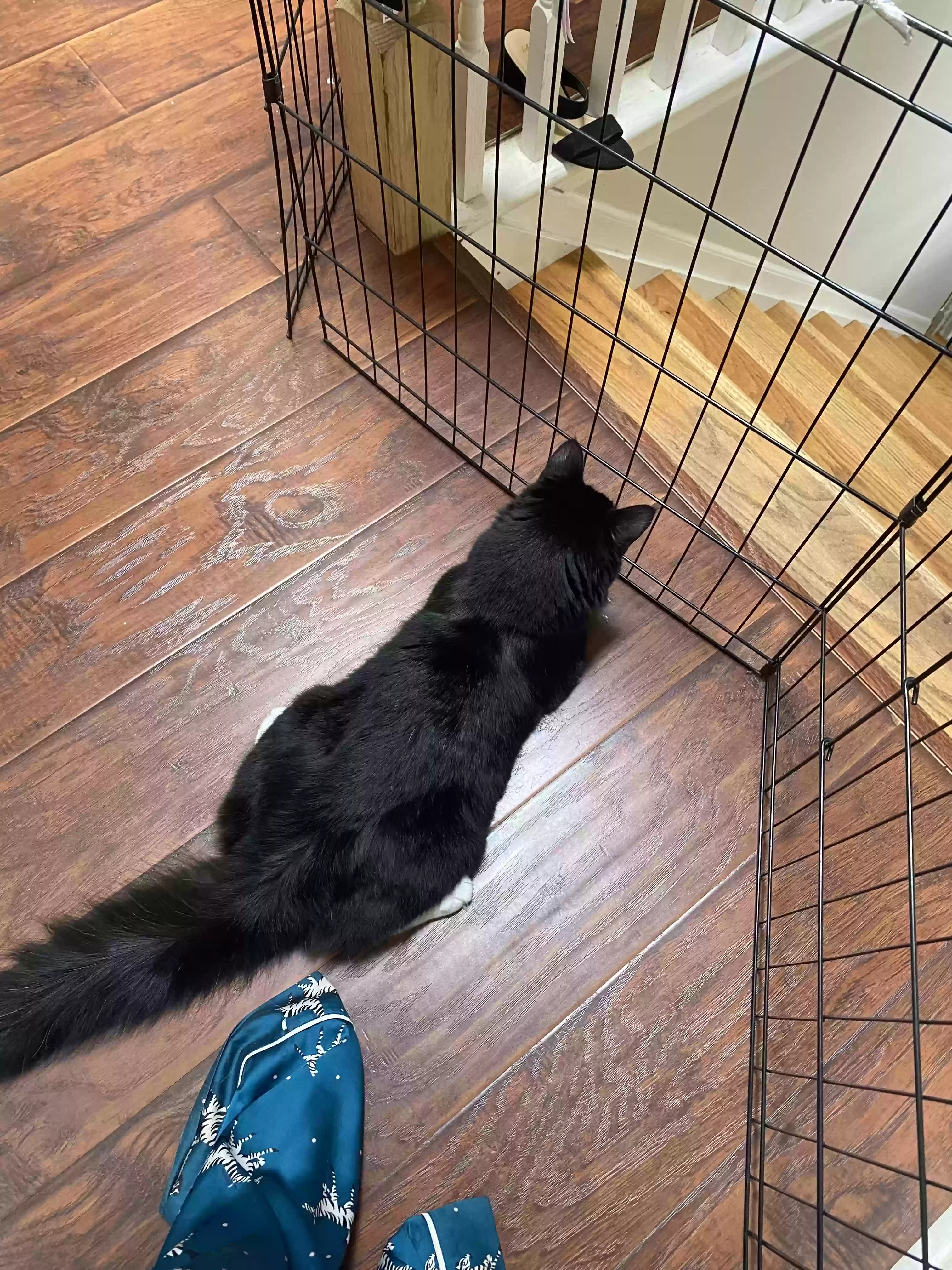 adoptable Cat in North Brunswick,NJ named Poncho