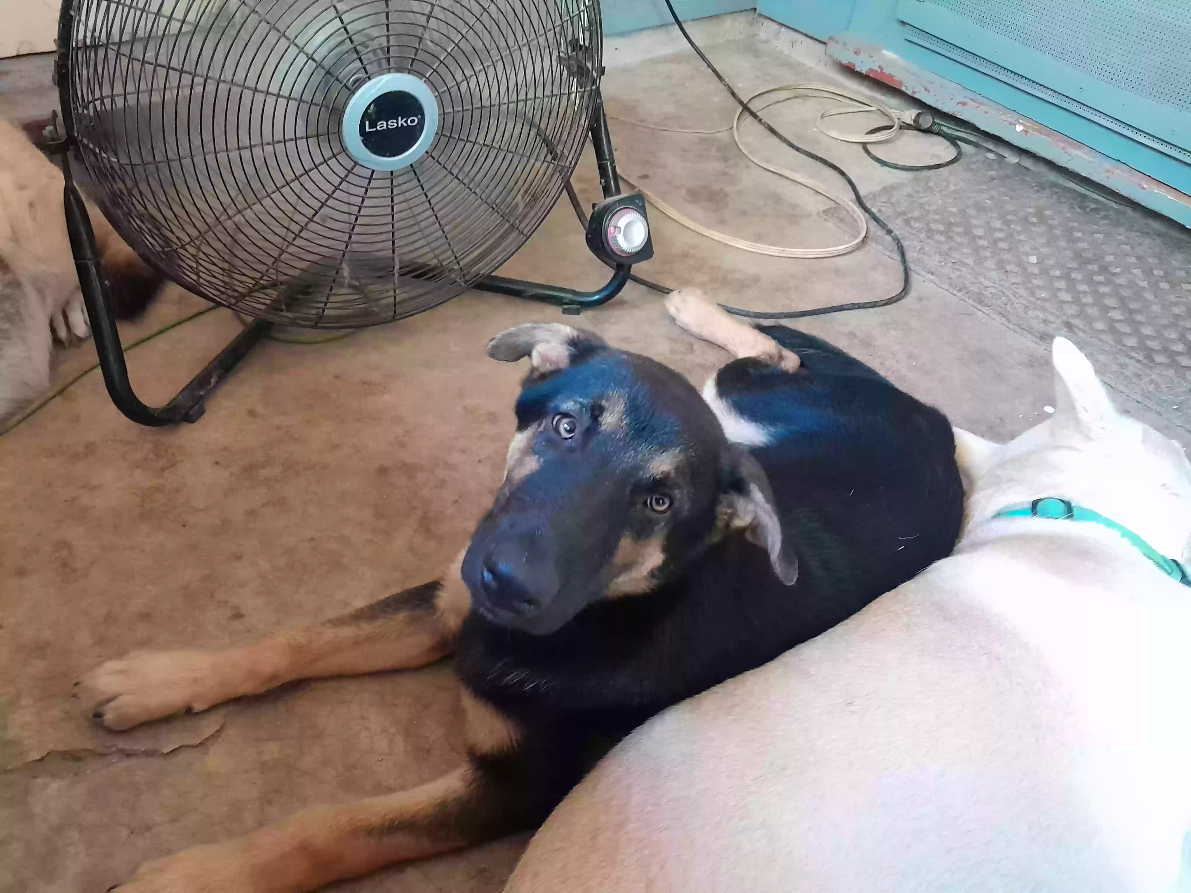 adoptable Dog in Bedias,TX named Billy