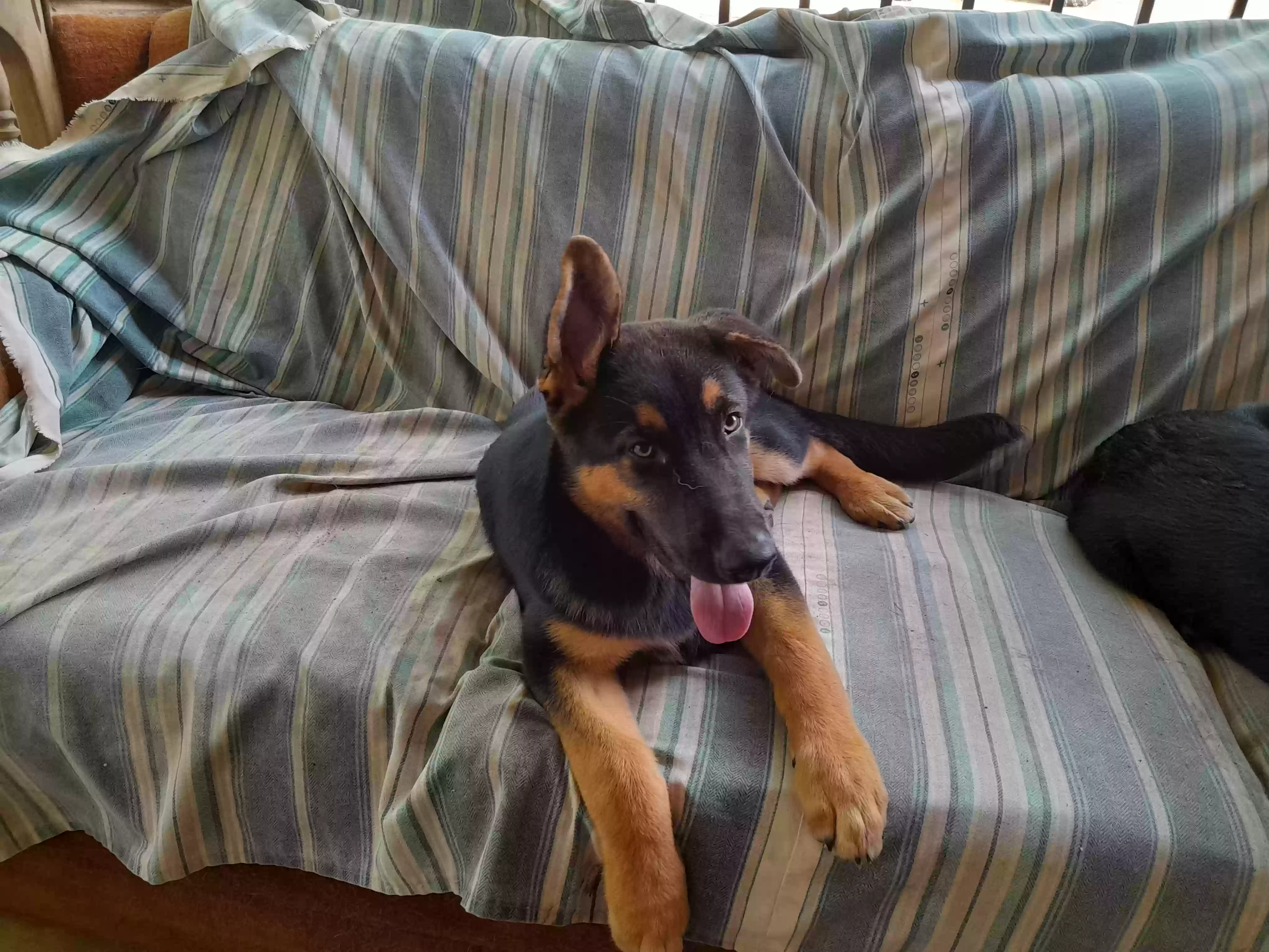 adoptable Dog in Bedias,TX named Parker
