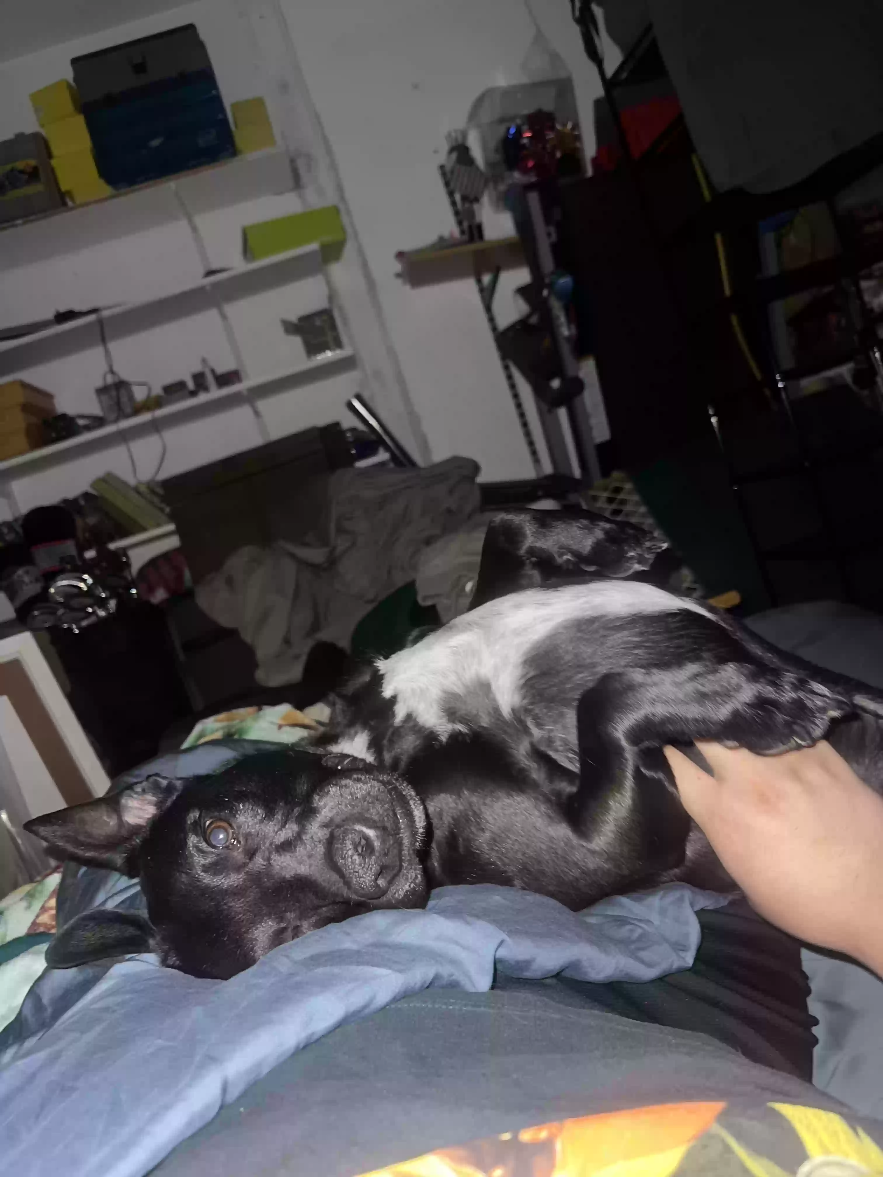 adoptable Dog in Indio,CA named Jax