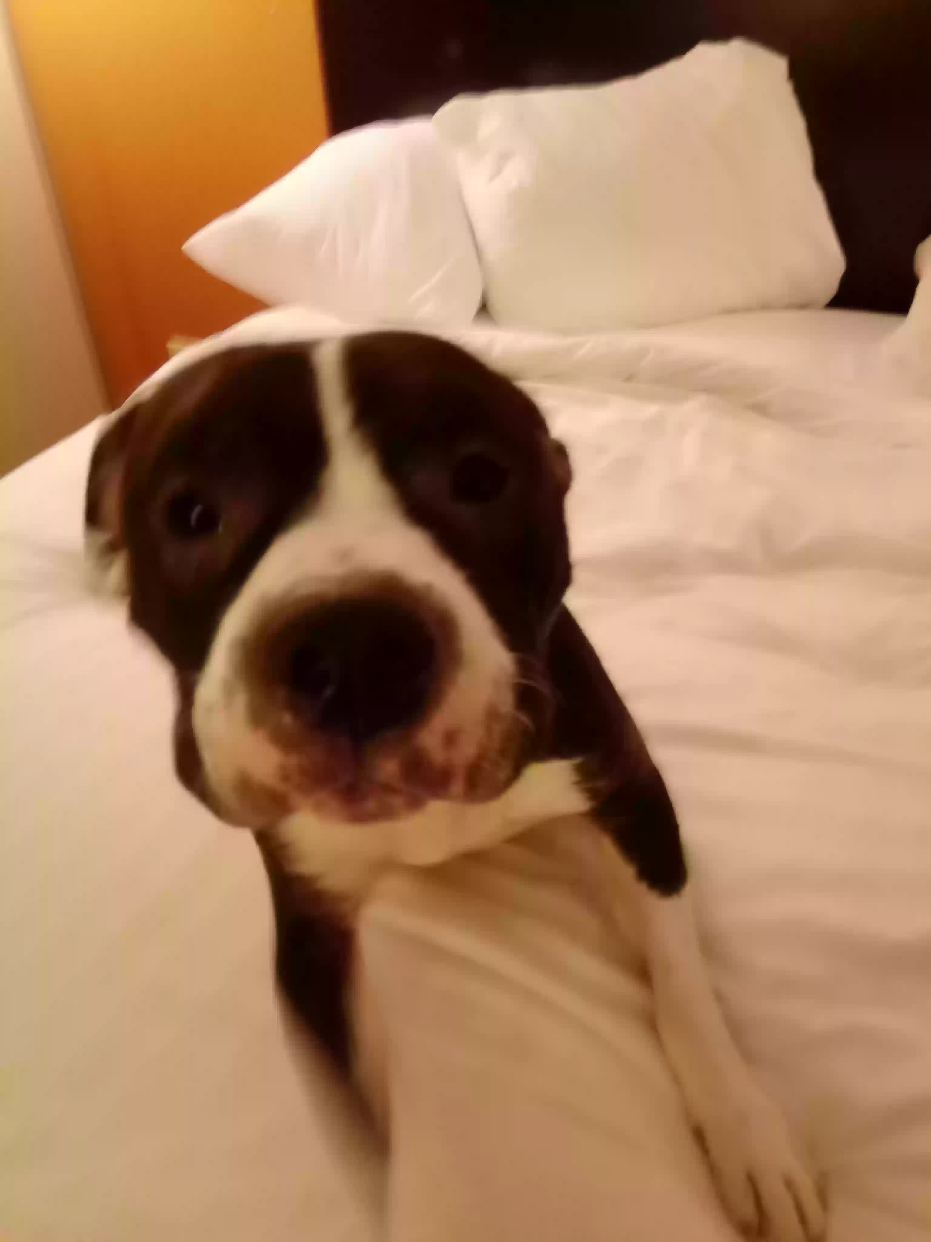 adoptable Dog in Plainfield,IN named Mister menier