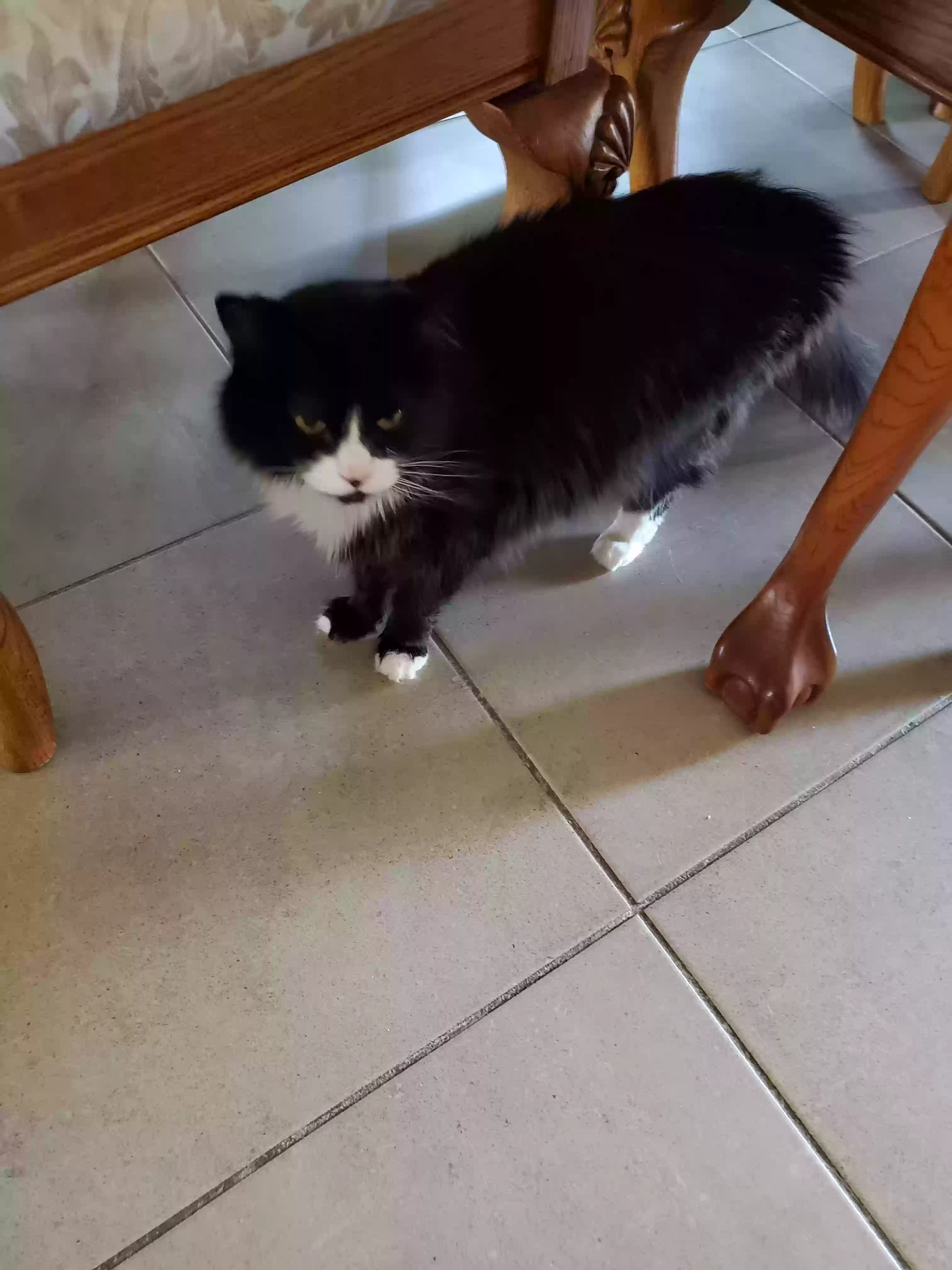 adoptable Cat in Sun City,CA named Tina