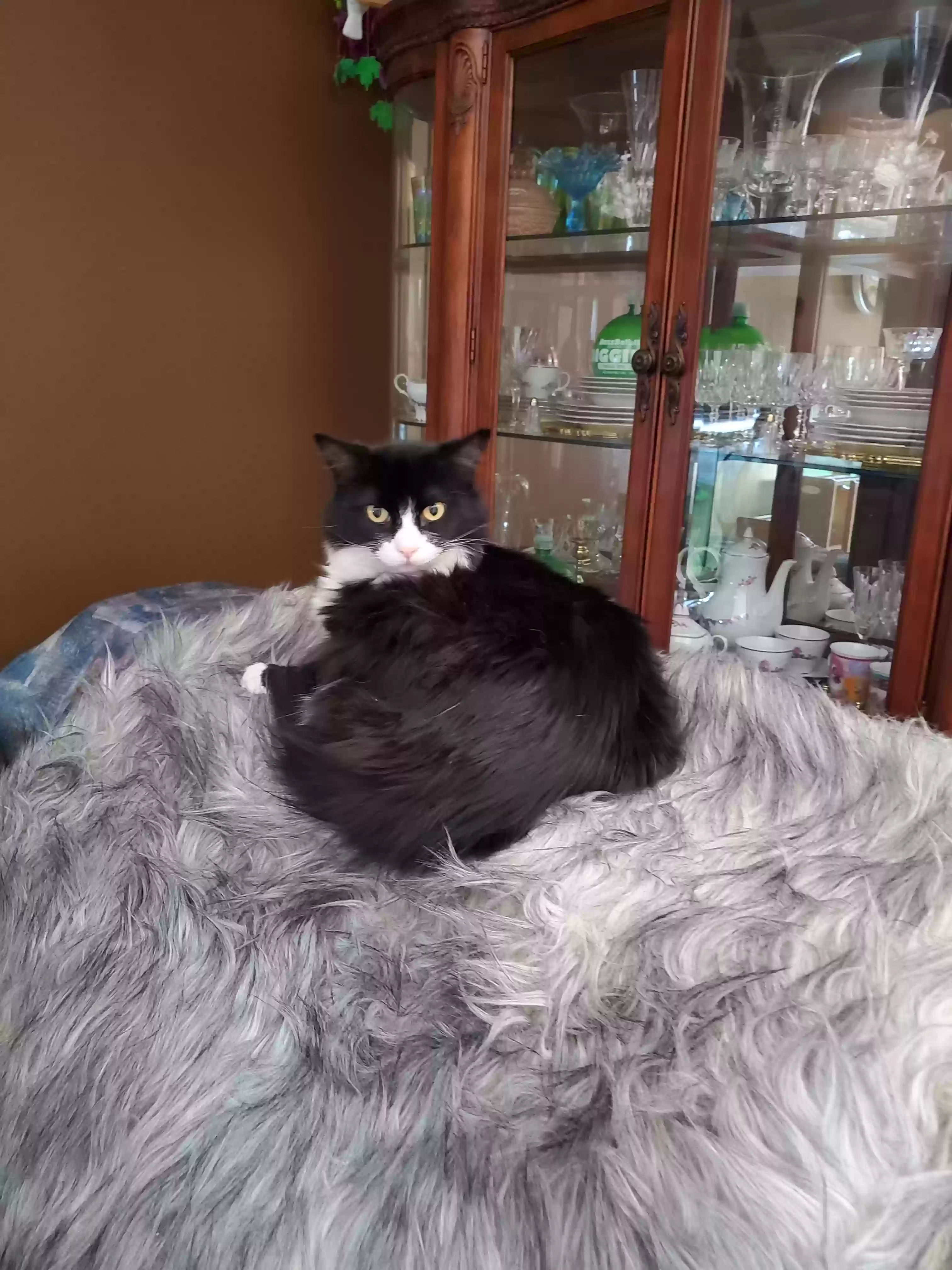 adoptable Cat in Sun City,CA named IKEE