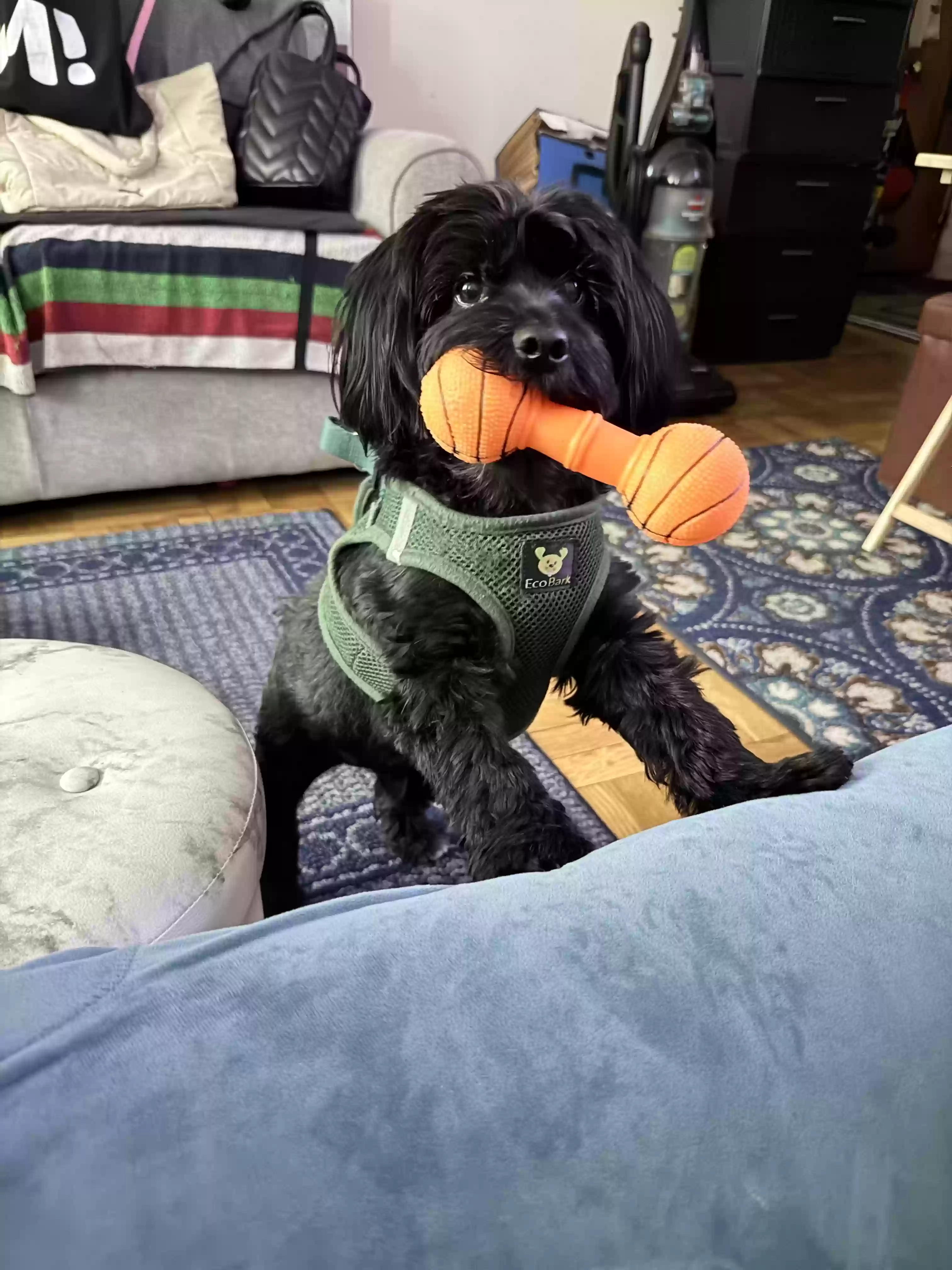 adoptable Dog in Fresh Meadows,NY named Scotty